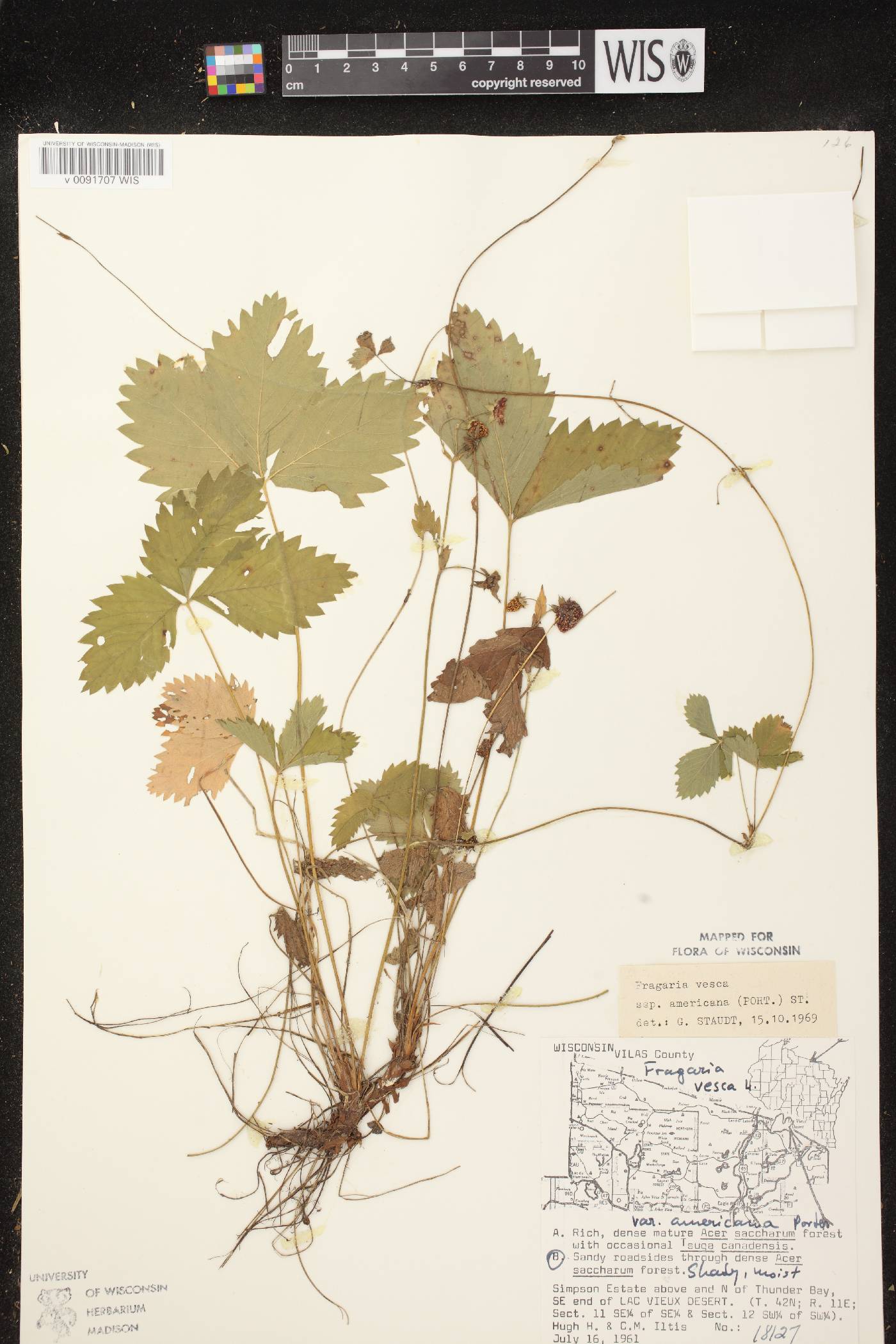Fragaria vesca subsp. americana image