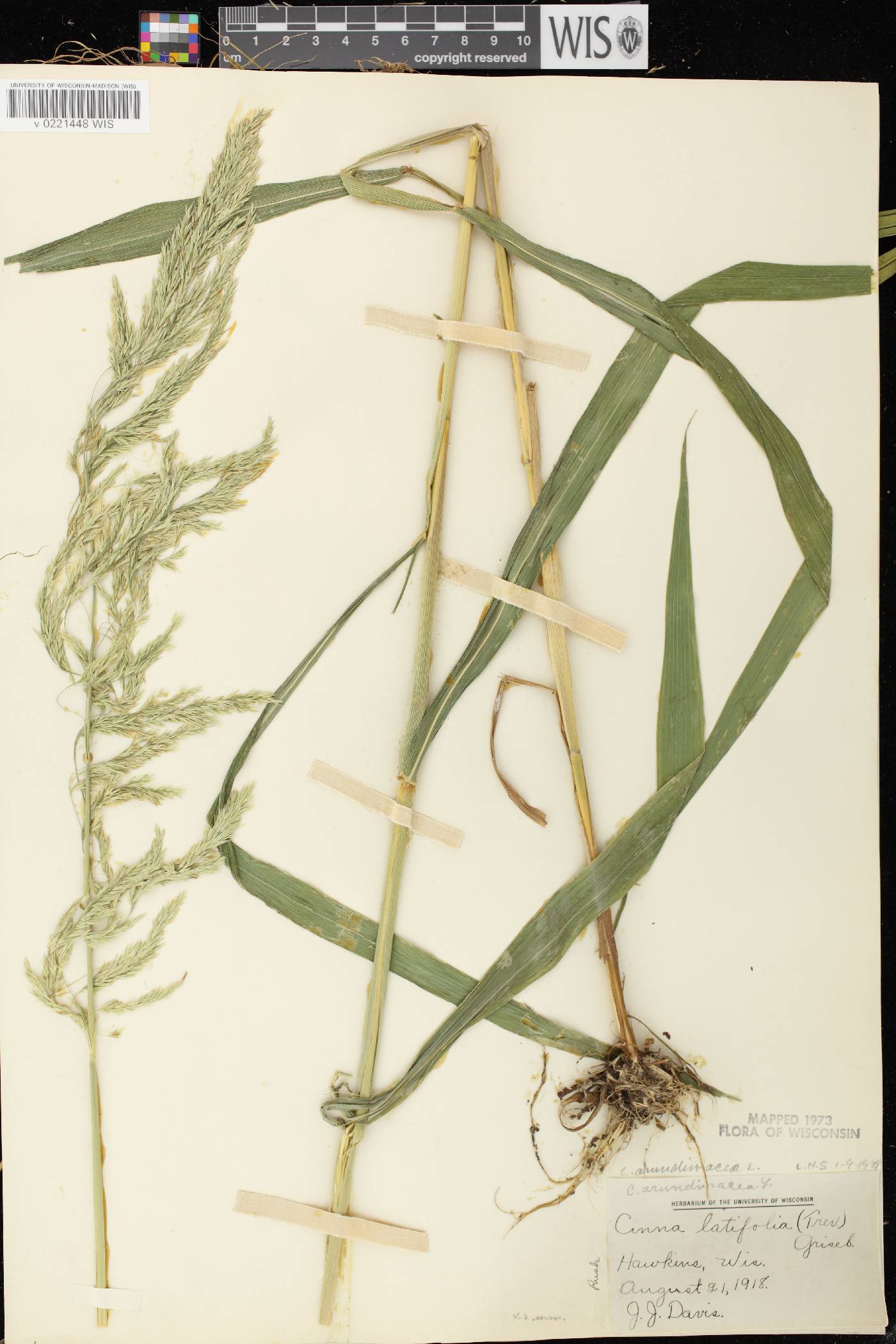 Cinna arundinacea image
