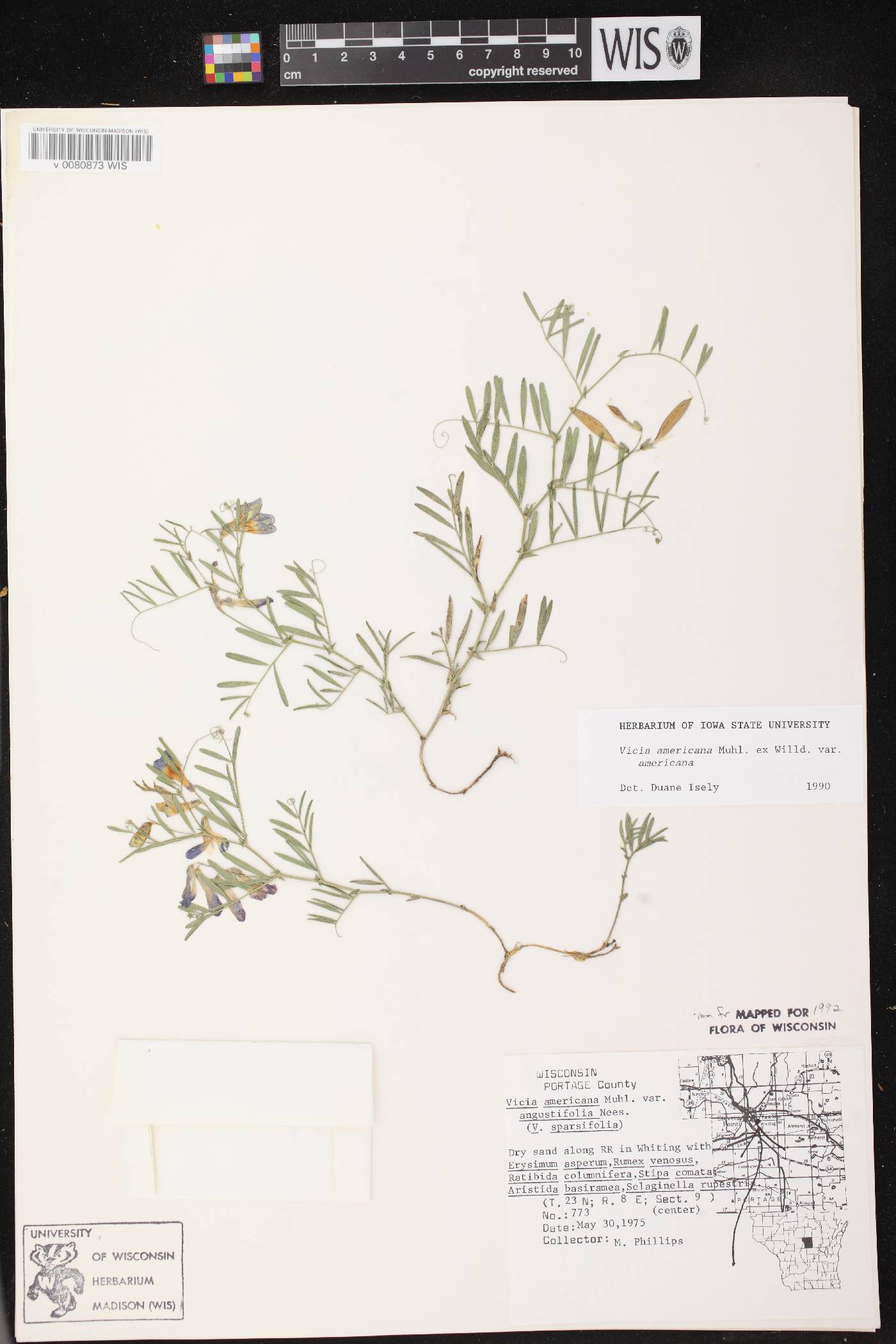Vicia americana subsp. americana image