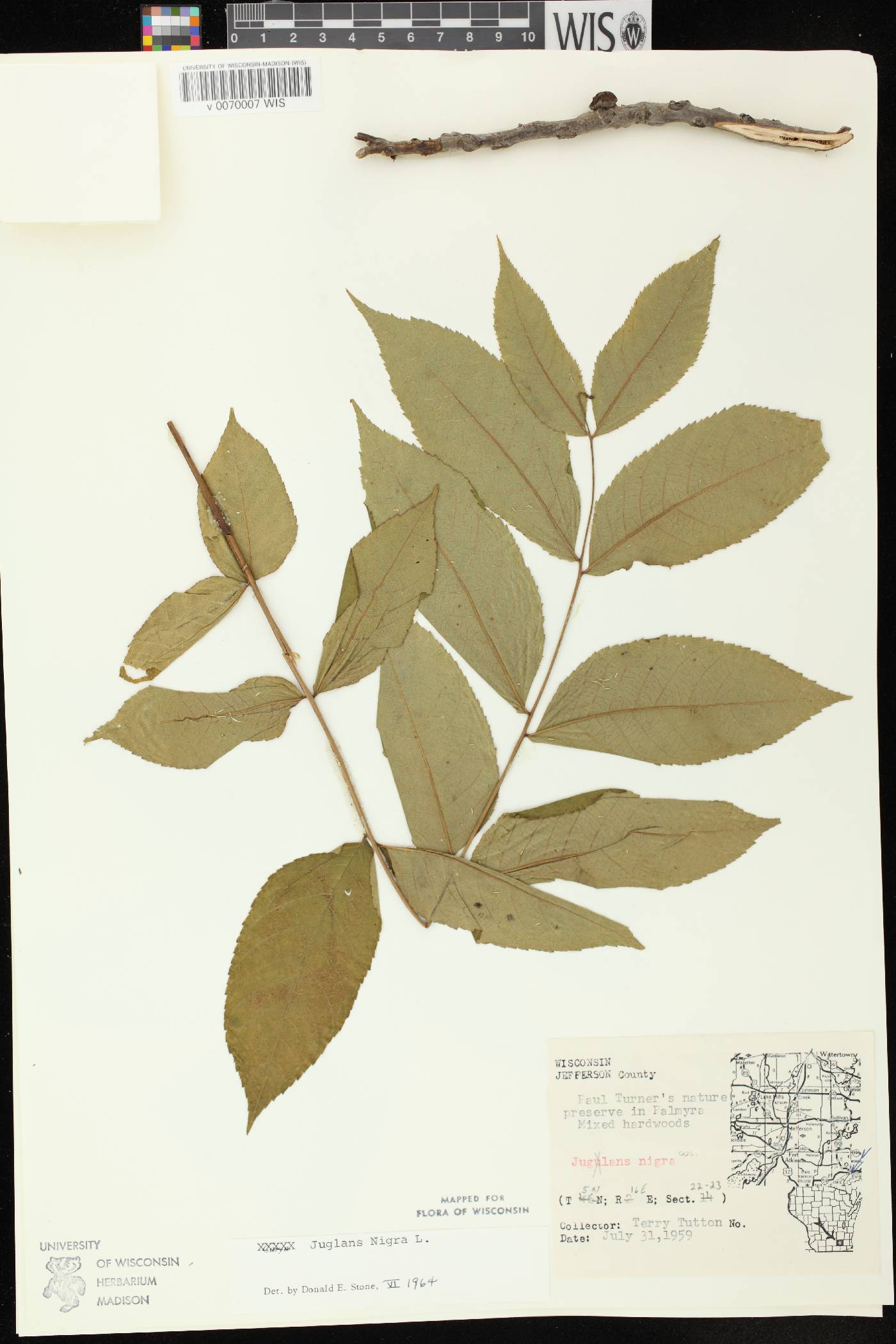 Juglans nigra image