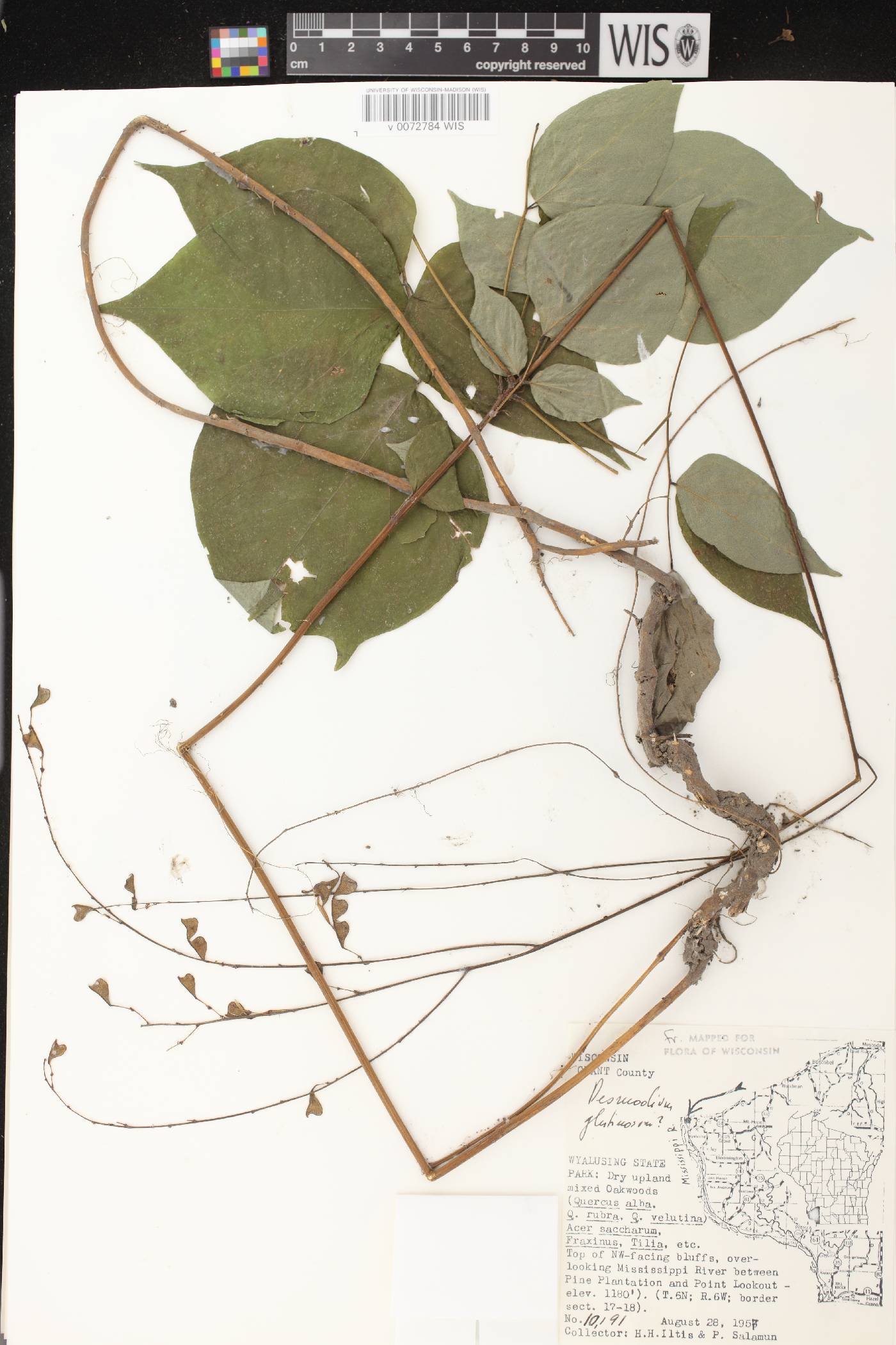 Hylodesmum glutinosum image