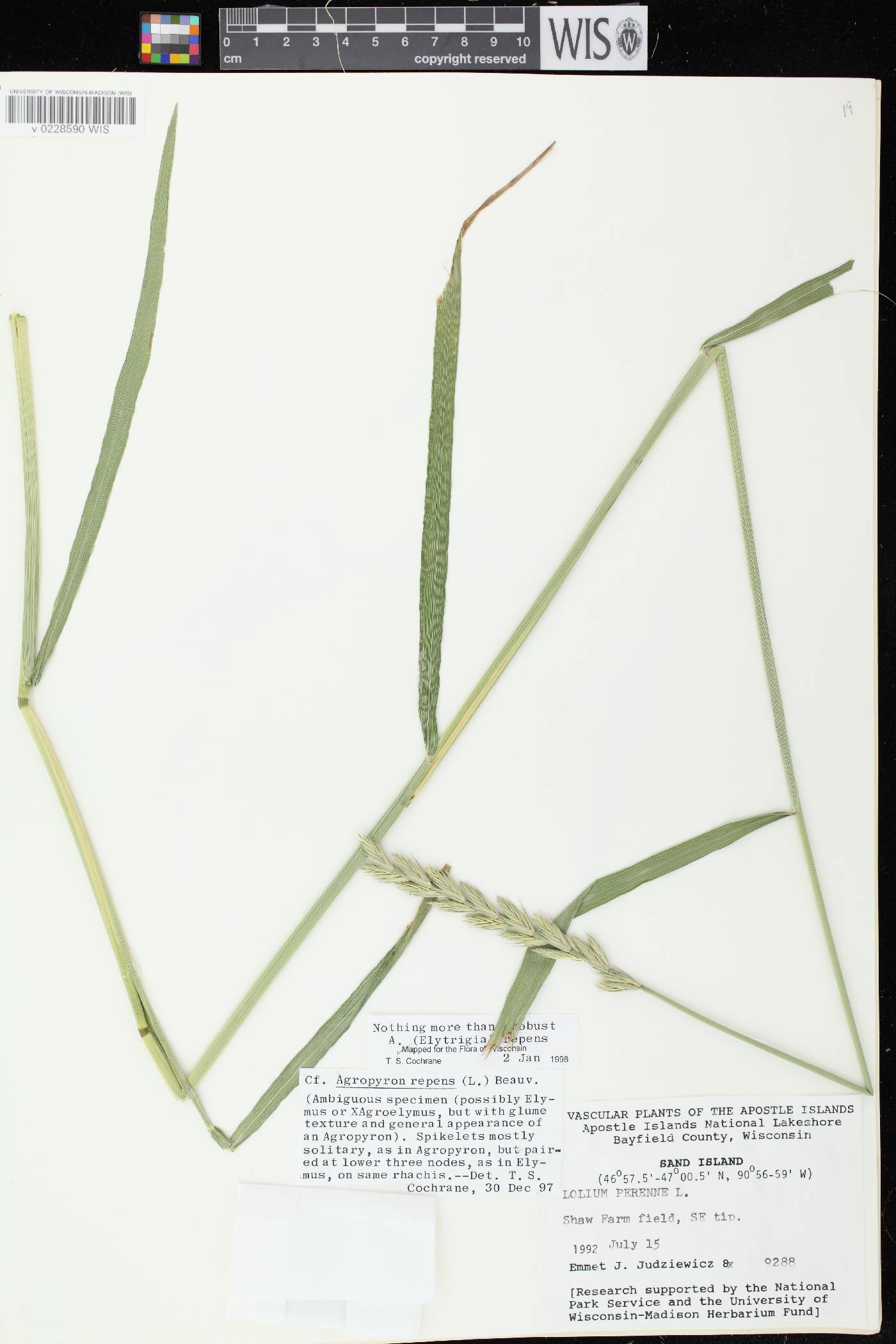 Elymus repens image