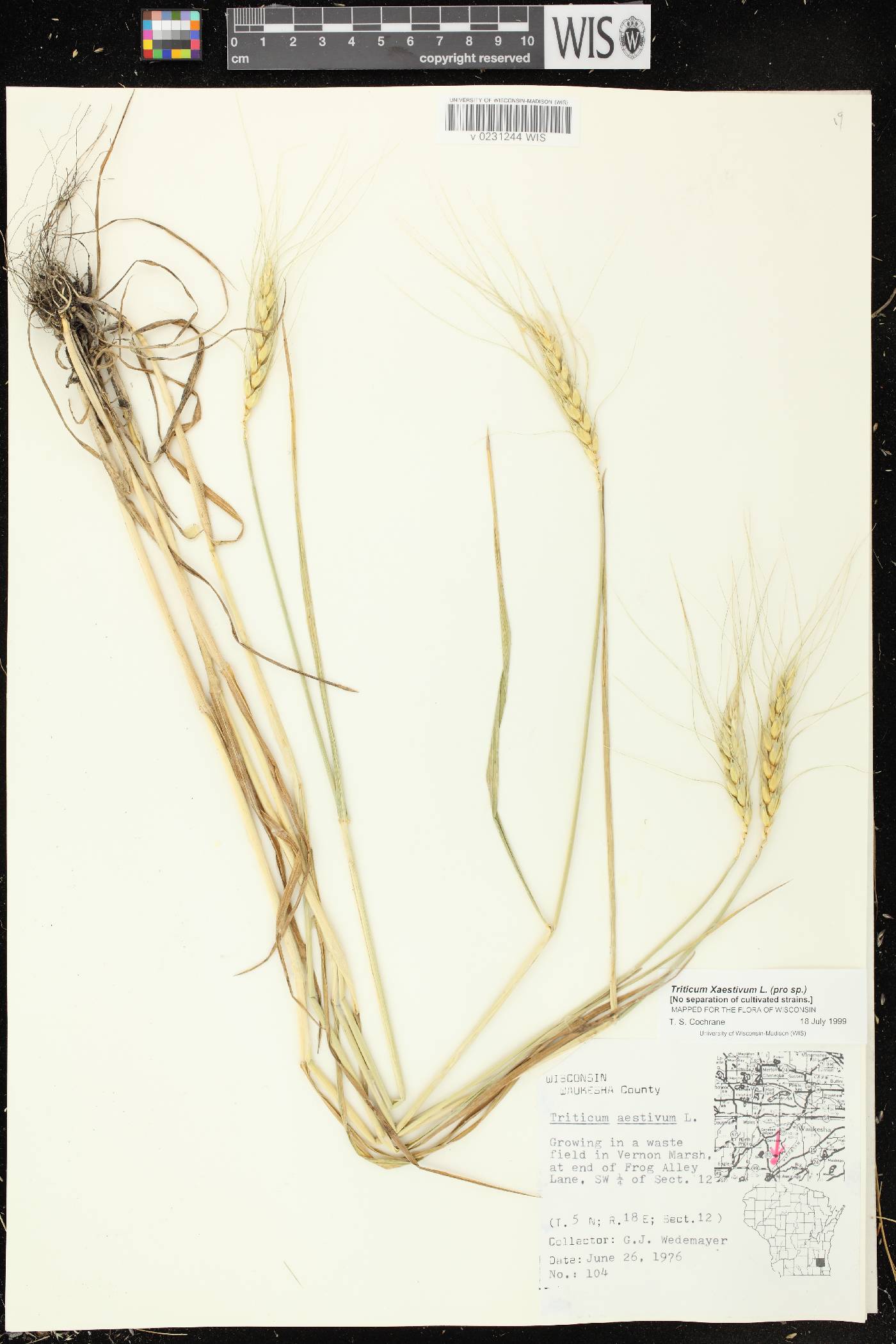 Triticum aestivum image