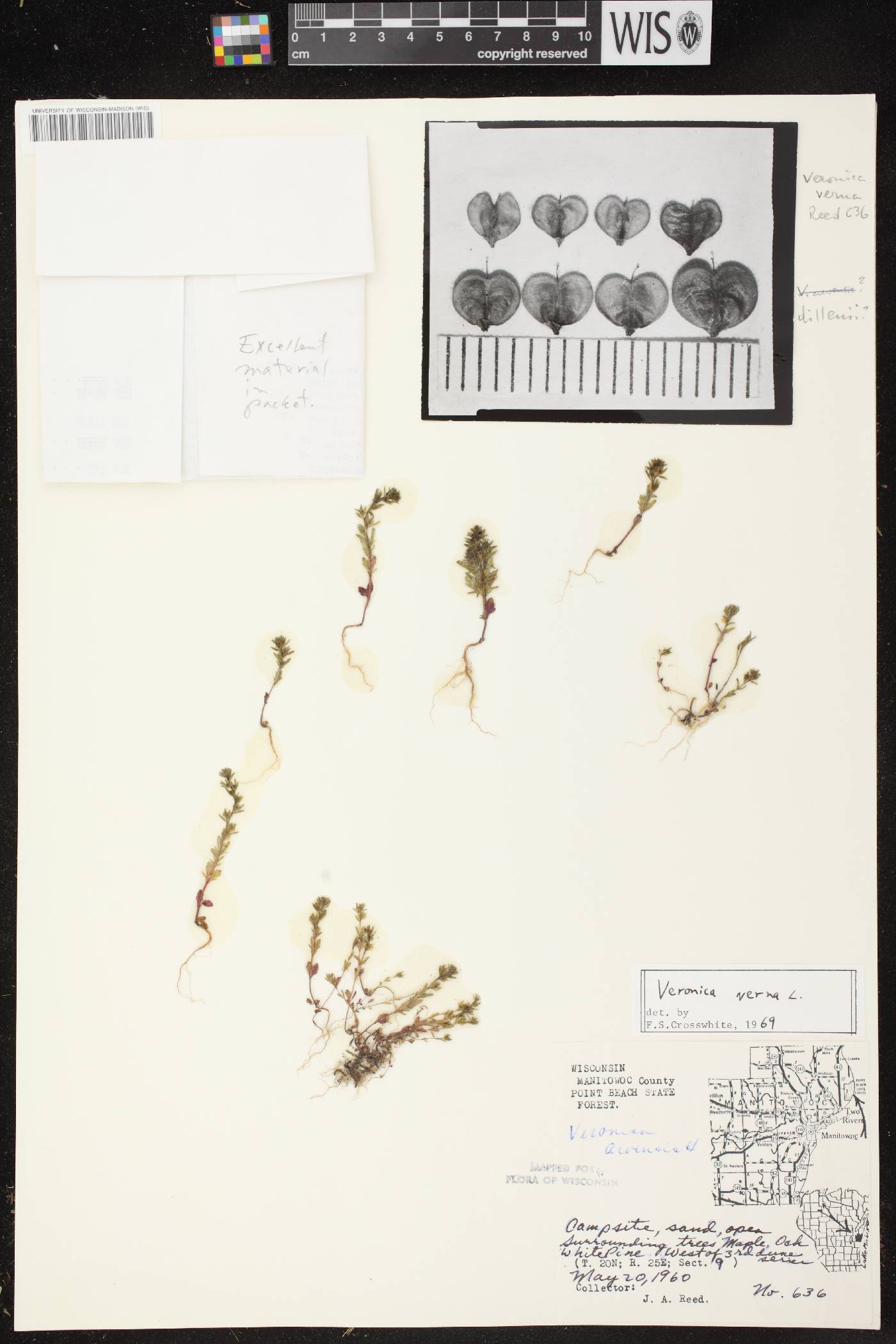 Veronica verna image