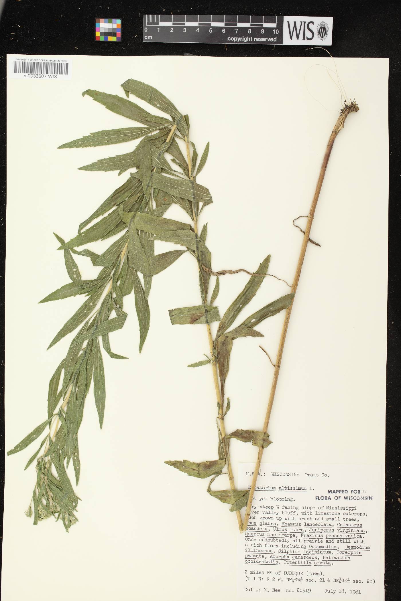 Eupatorium altissimum image