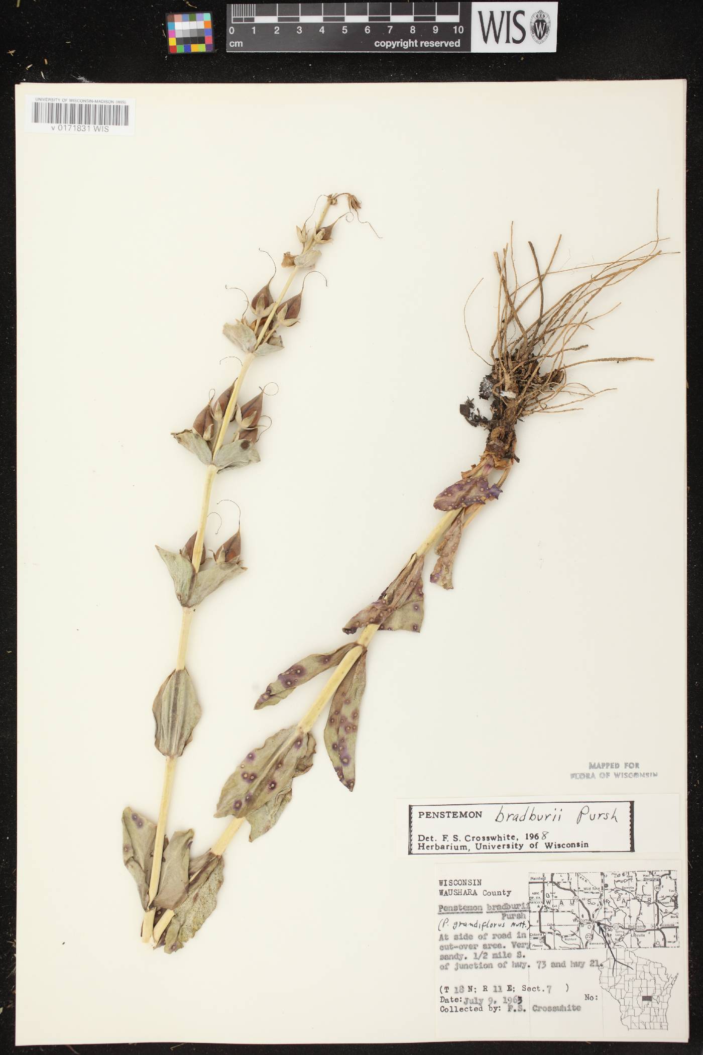 Penstemon grandiflorus image