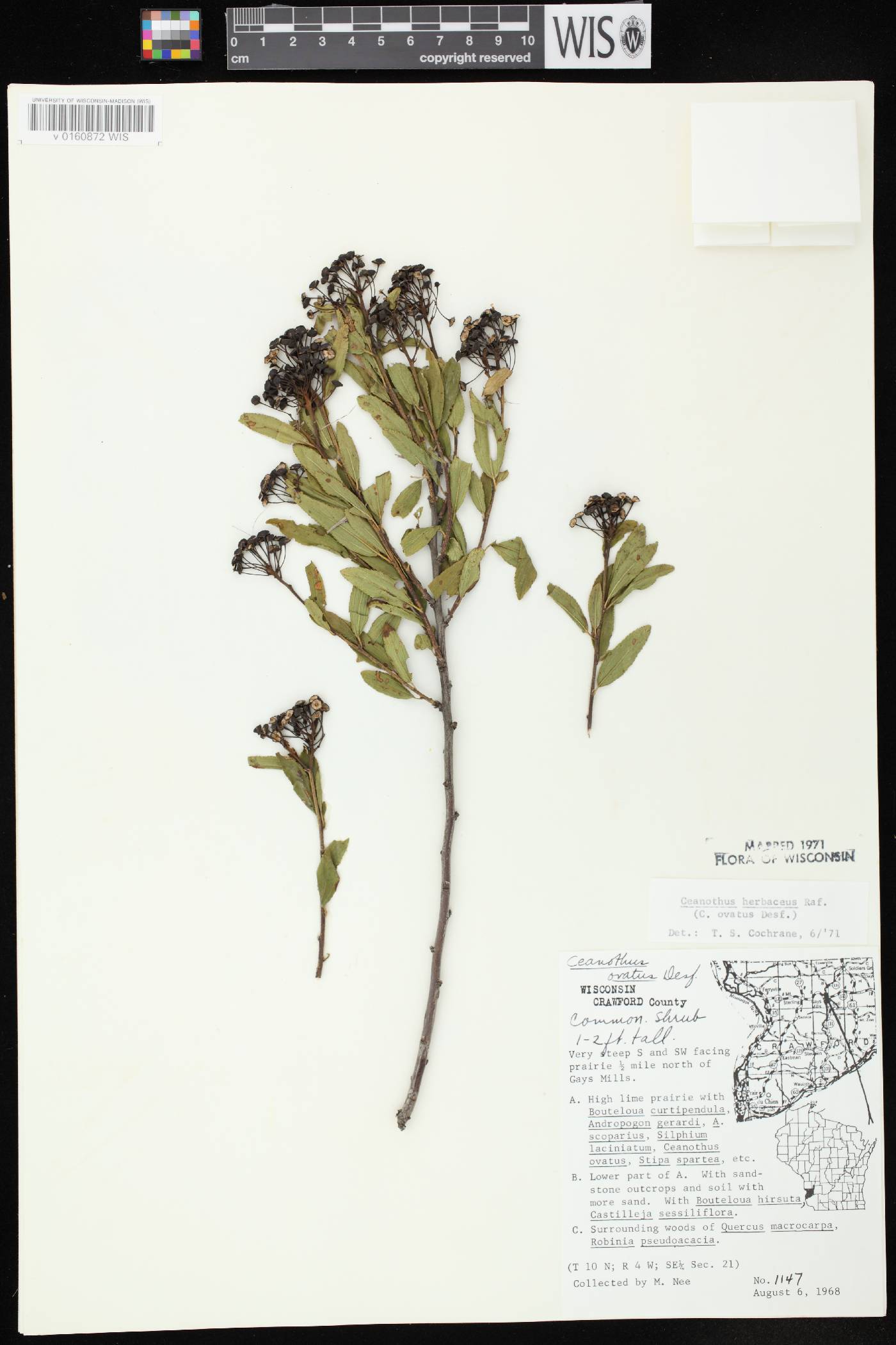 Ceanothus herbaceus image