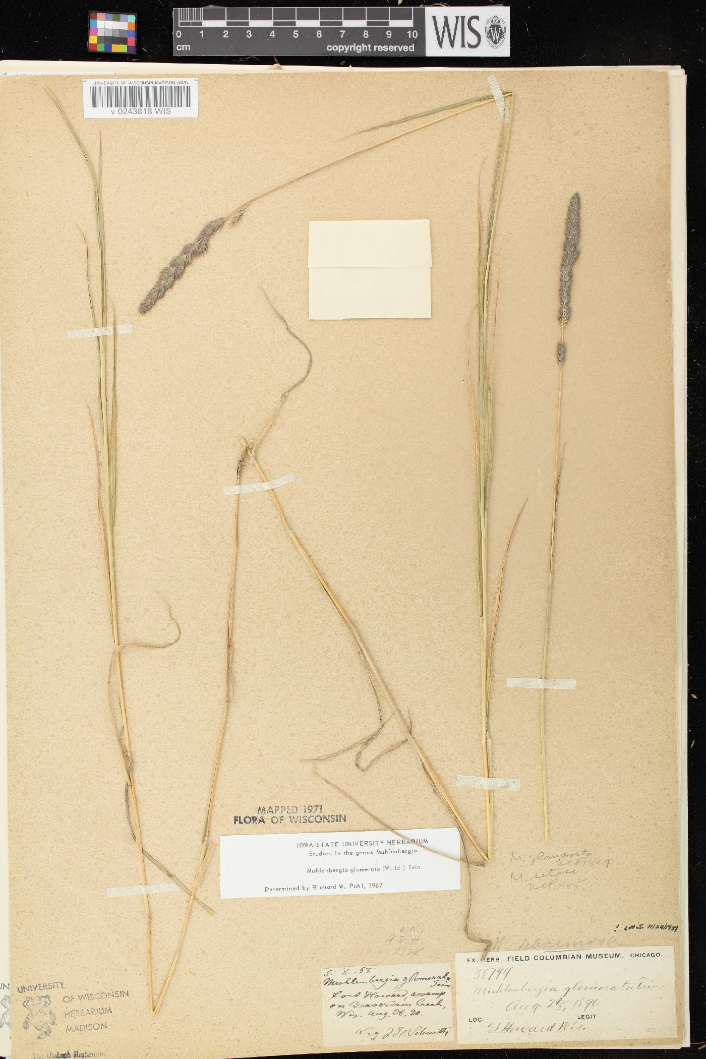 Muhlenbergia glomerata image