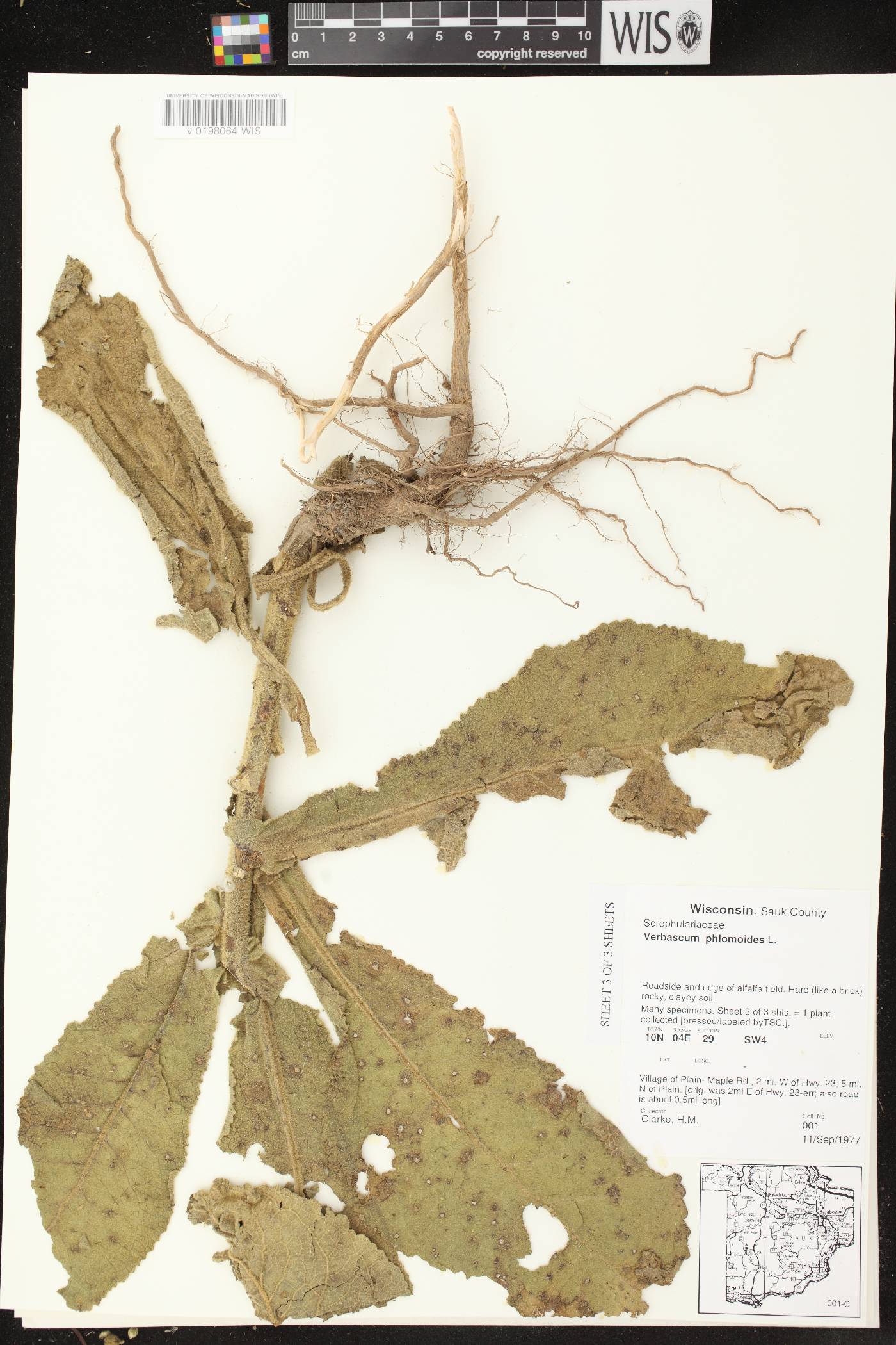 Verbascum phlomoides image