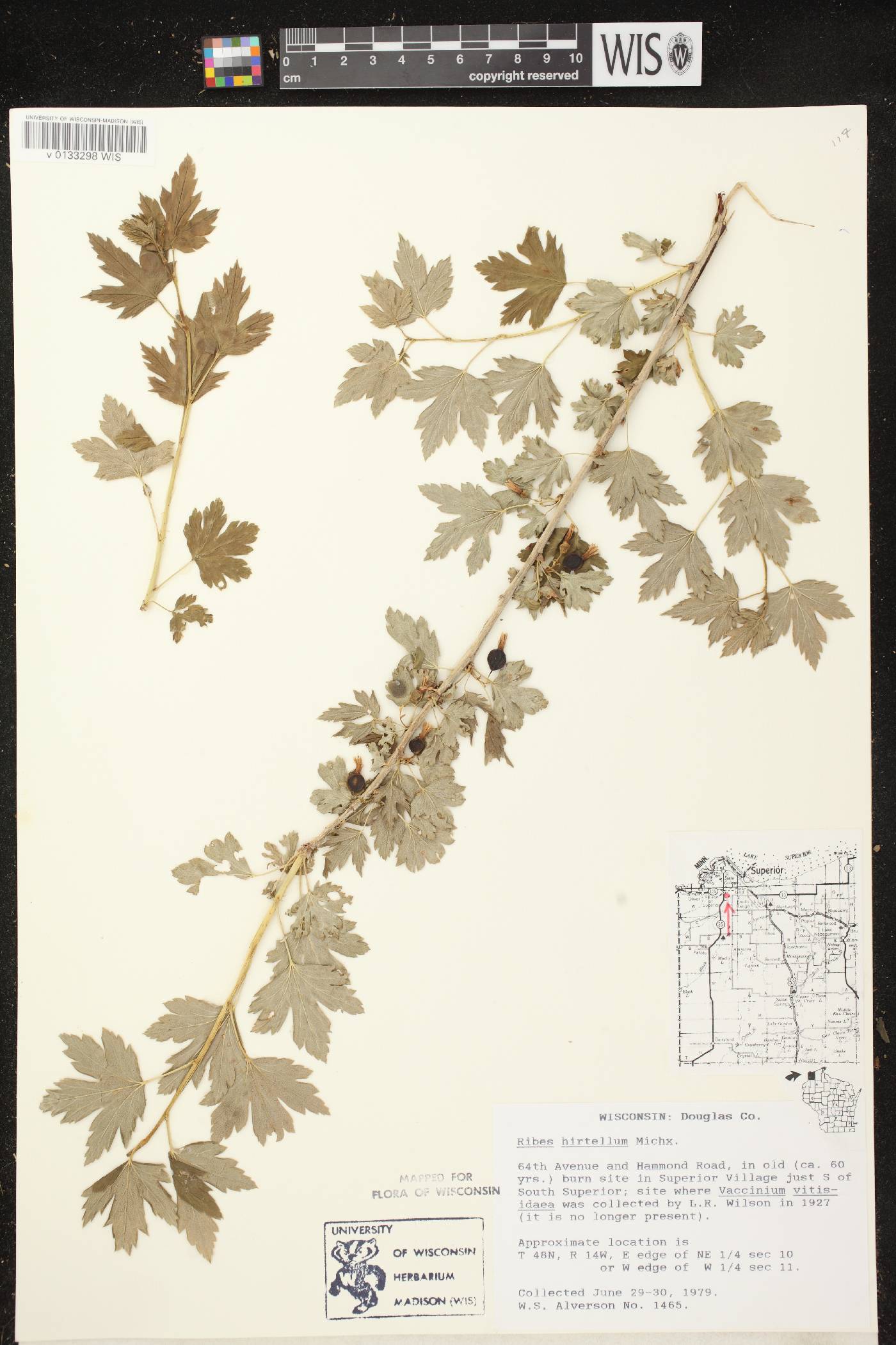 Ribes hirtellum image
