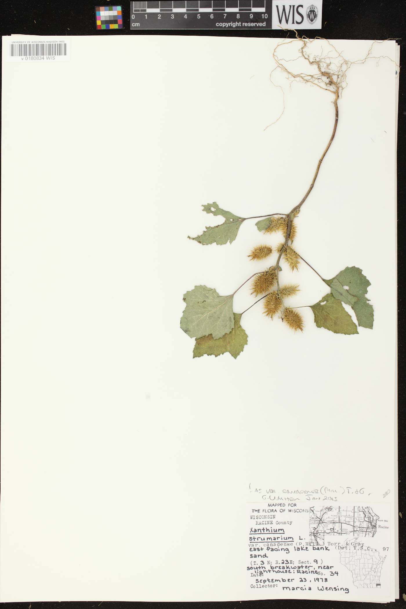Xanthium strumarium image