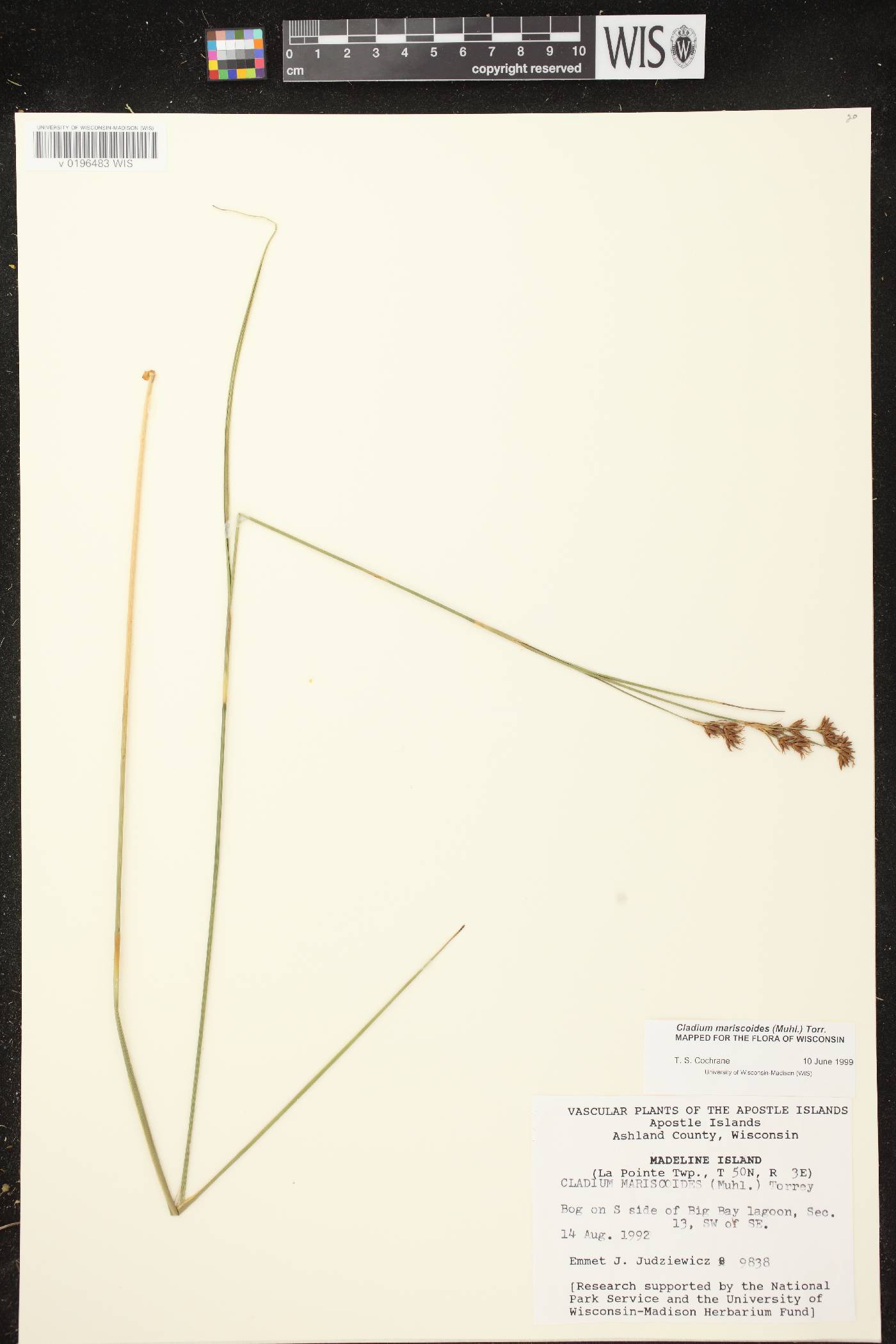 Cladium mariscoides image