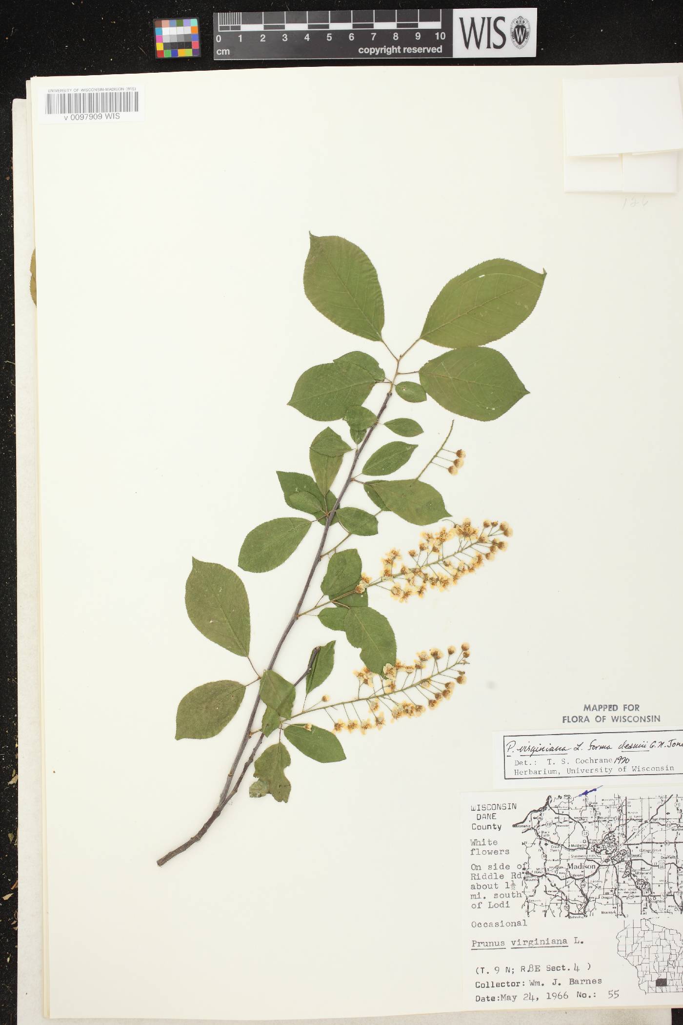 Prunus virginiana image