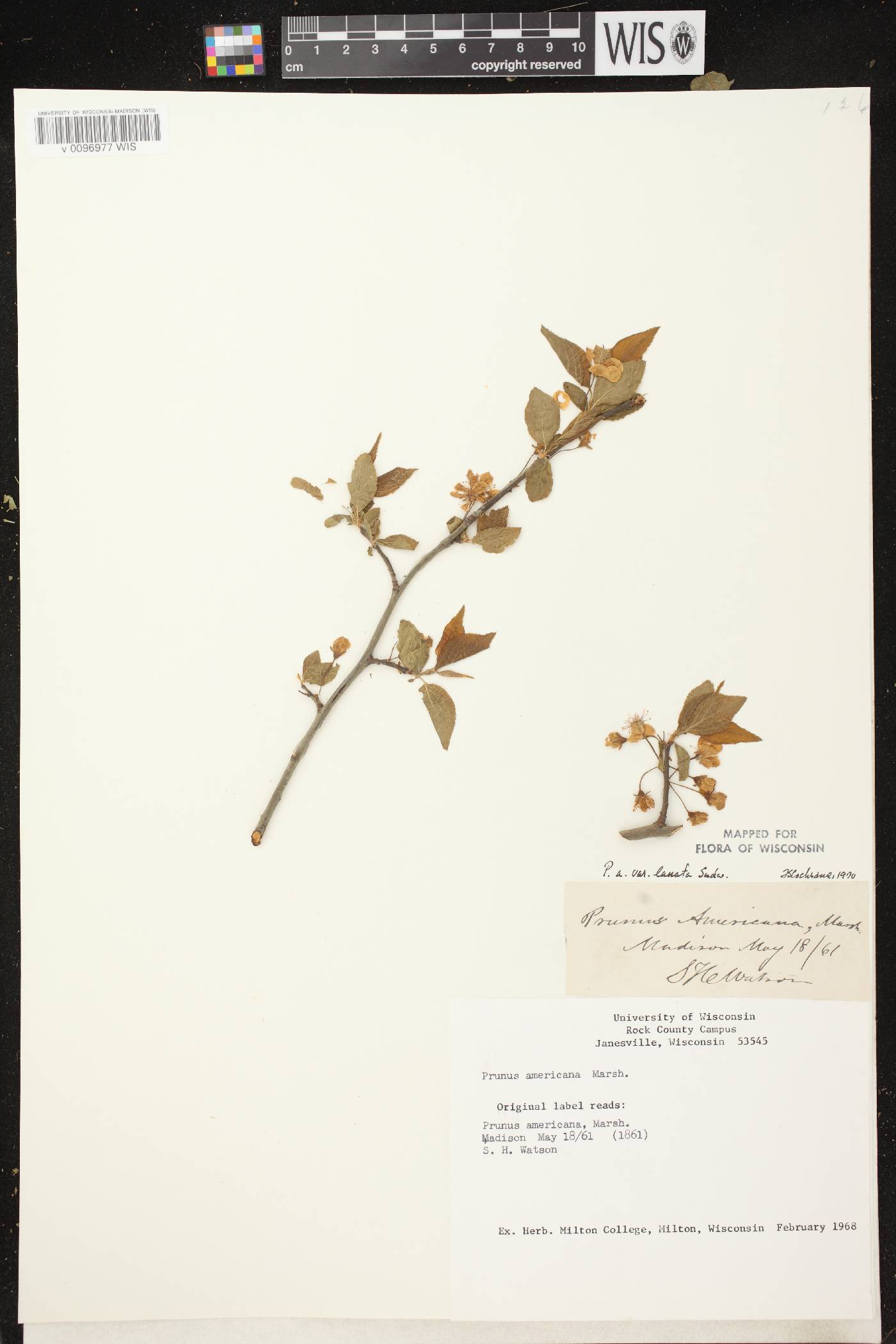 Prunus americana image