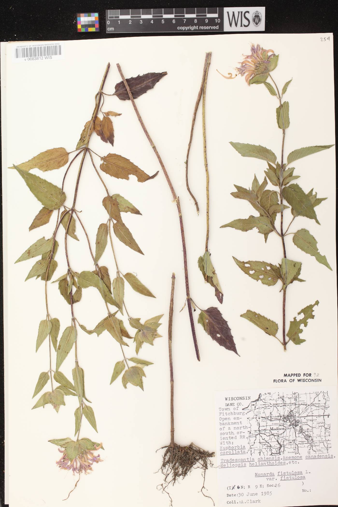 Monarda fistulosa subsp. fistulosa image