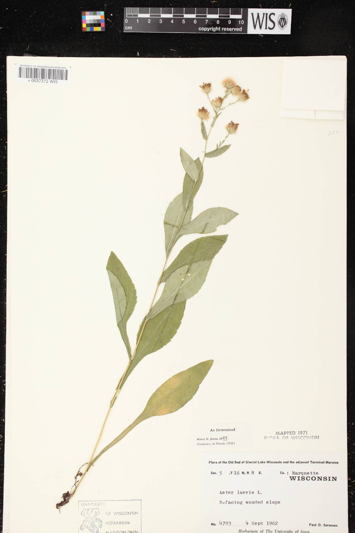 Symphyotrichum laeve image