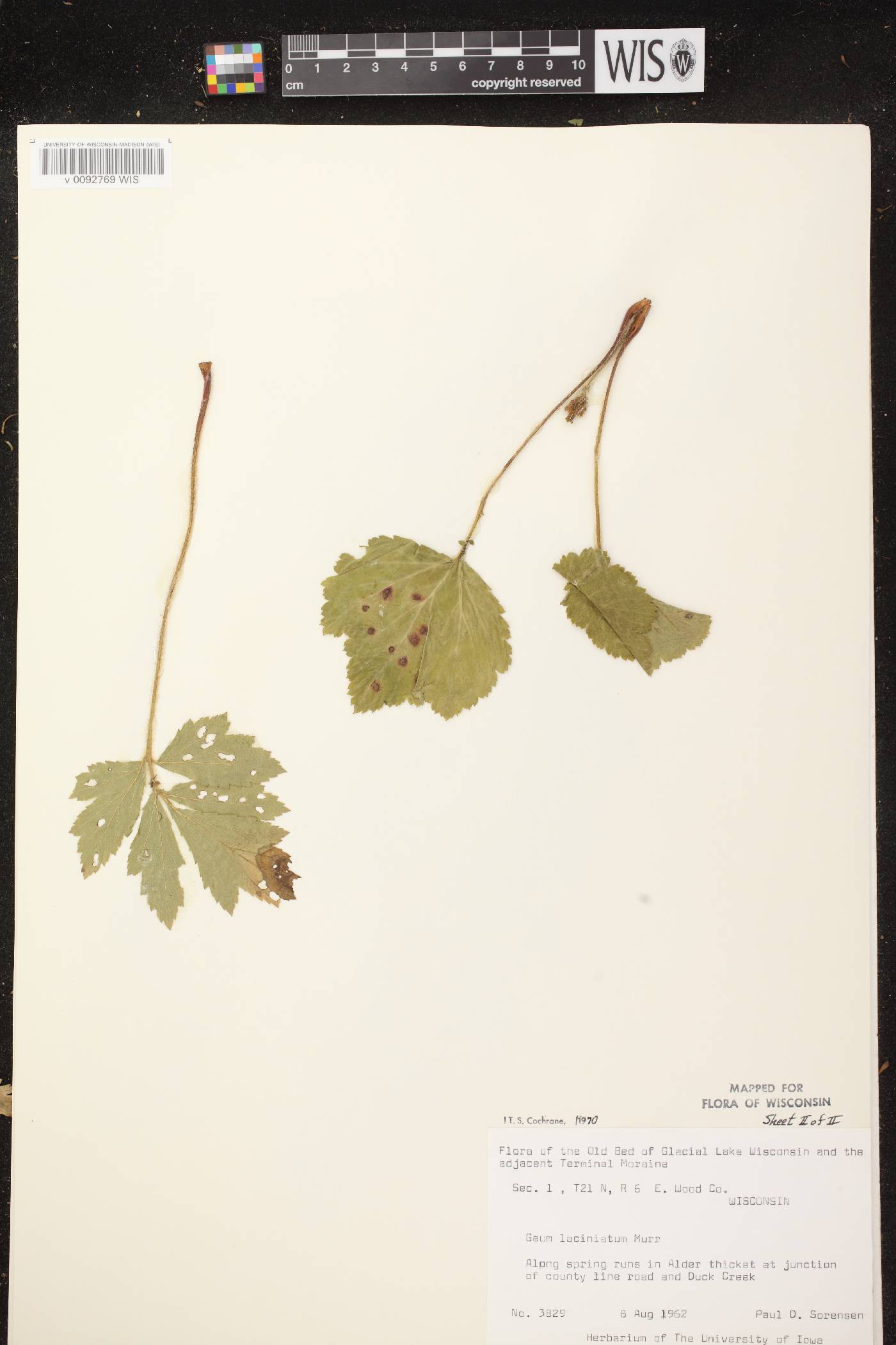 Geum laciniatum image
