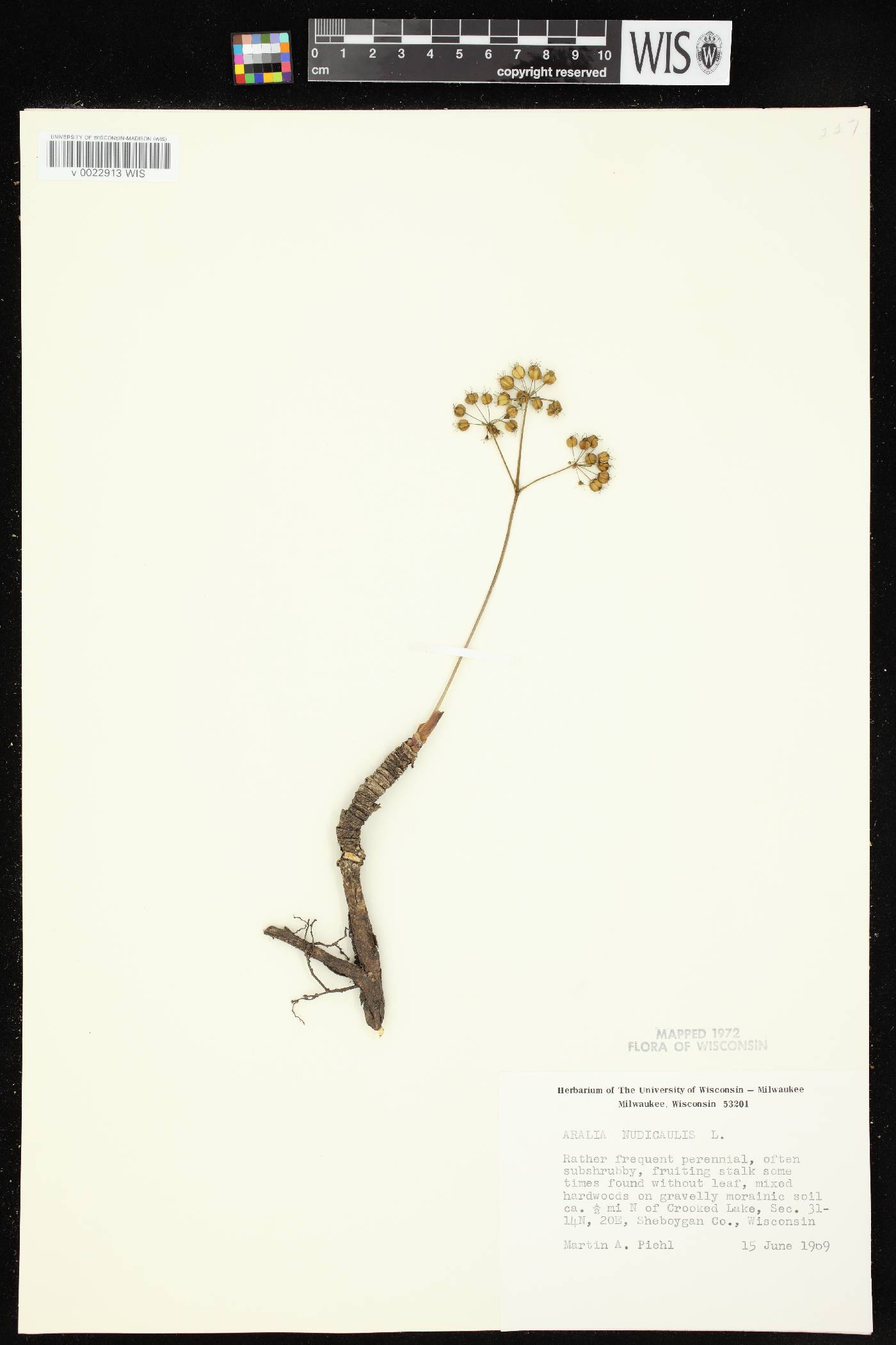 Aralia nudicaulis image
