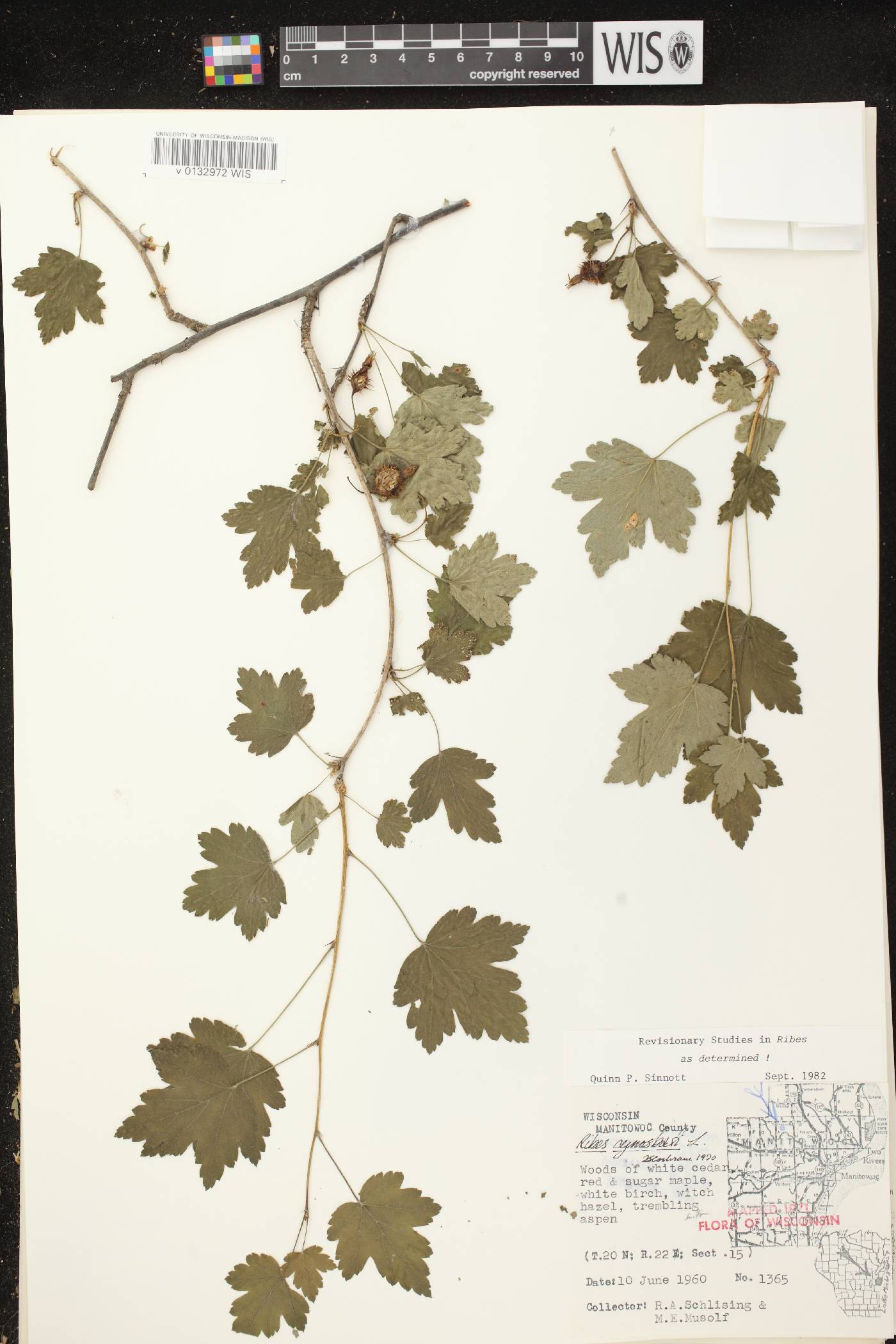 Ribes cynosbati image