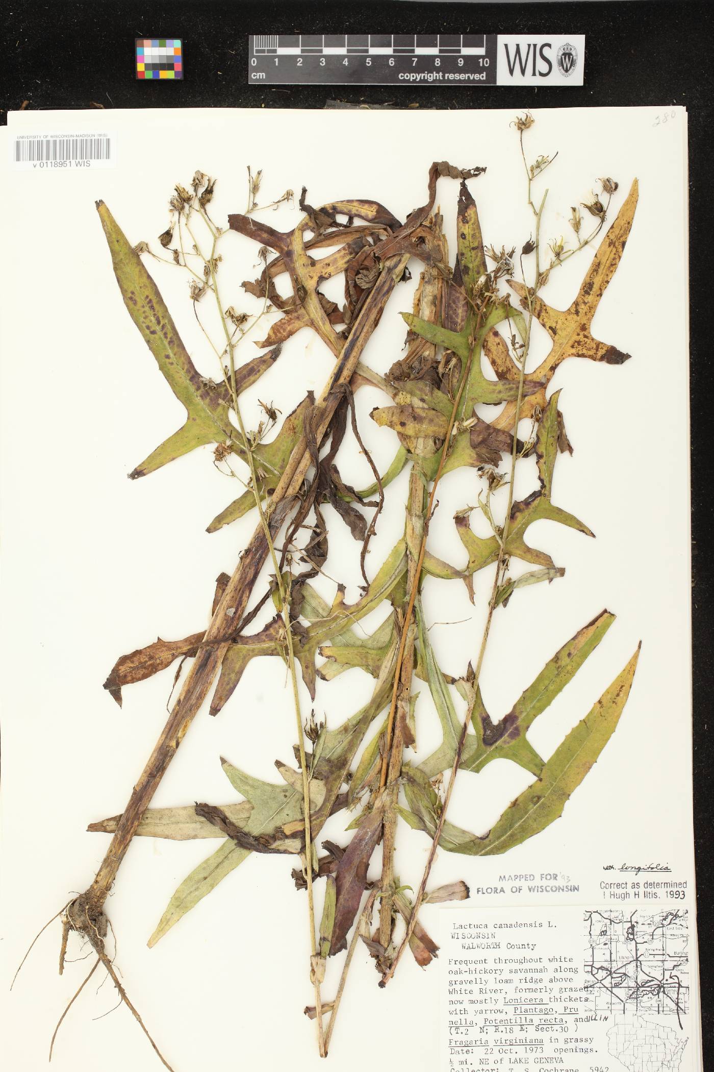 Lactuca canadensis image