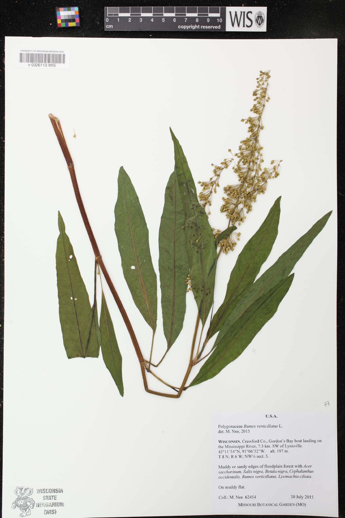 Rumex verticillatus image