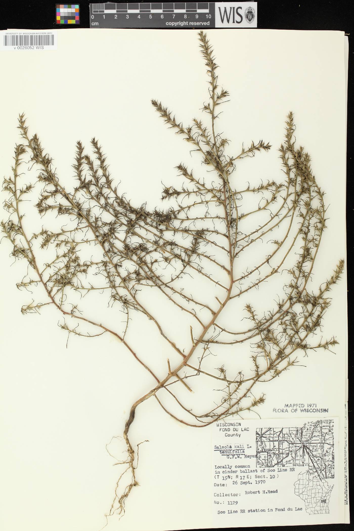 Salsola tragus image