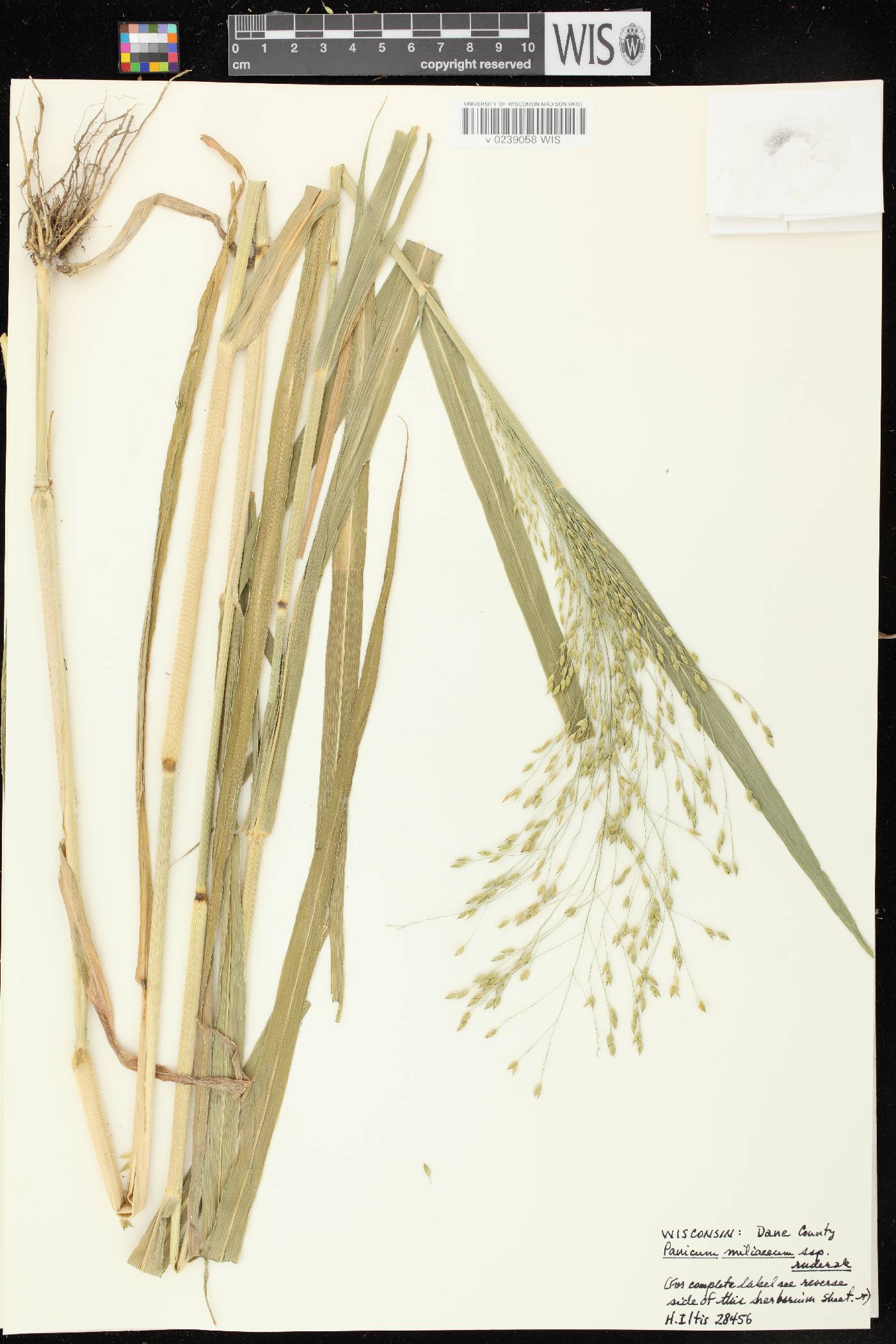 Panicum miliaceum subsp. ruderale image
