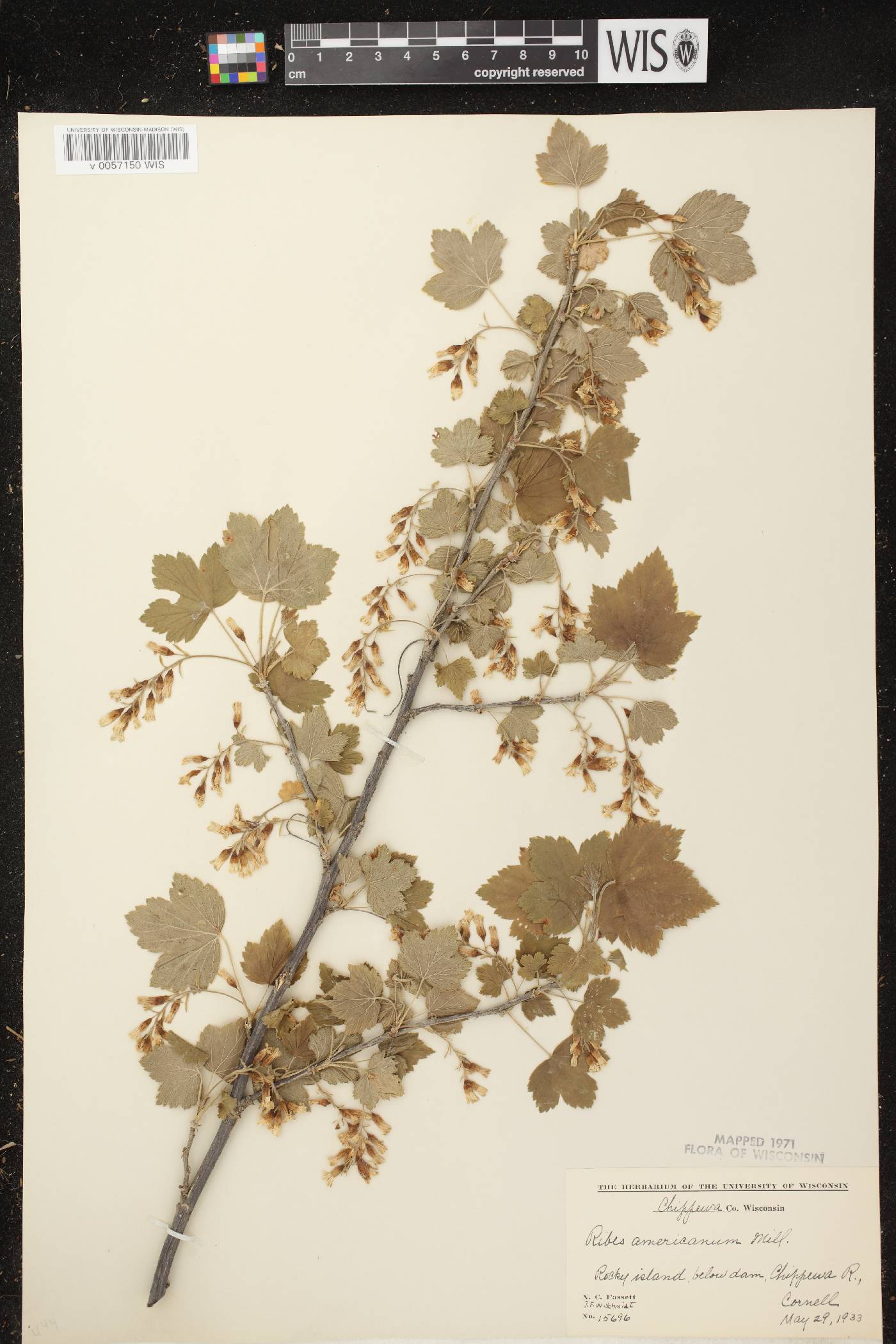 Ribes americanum image