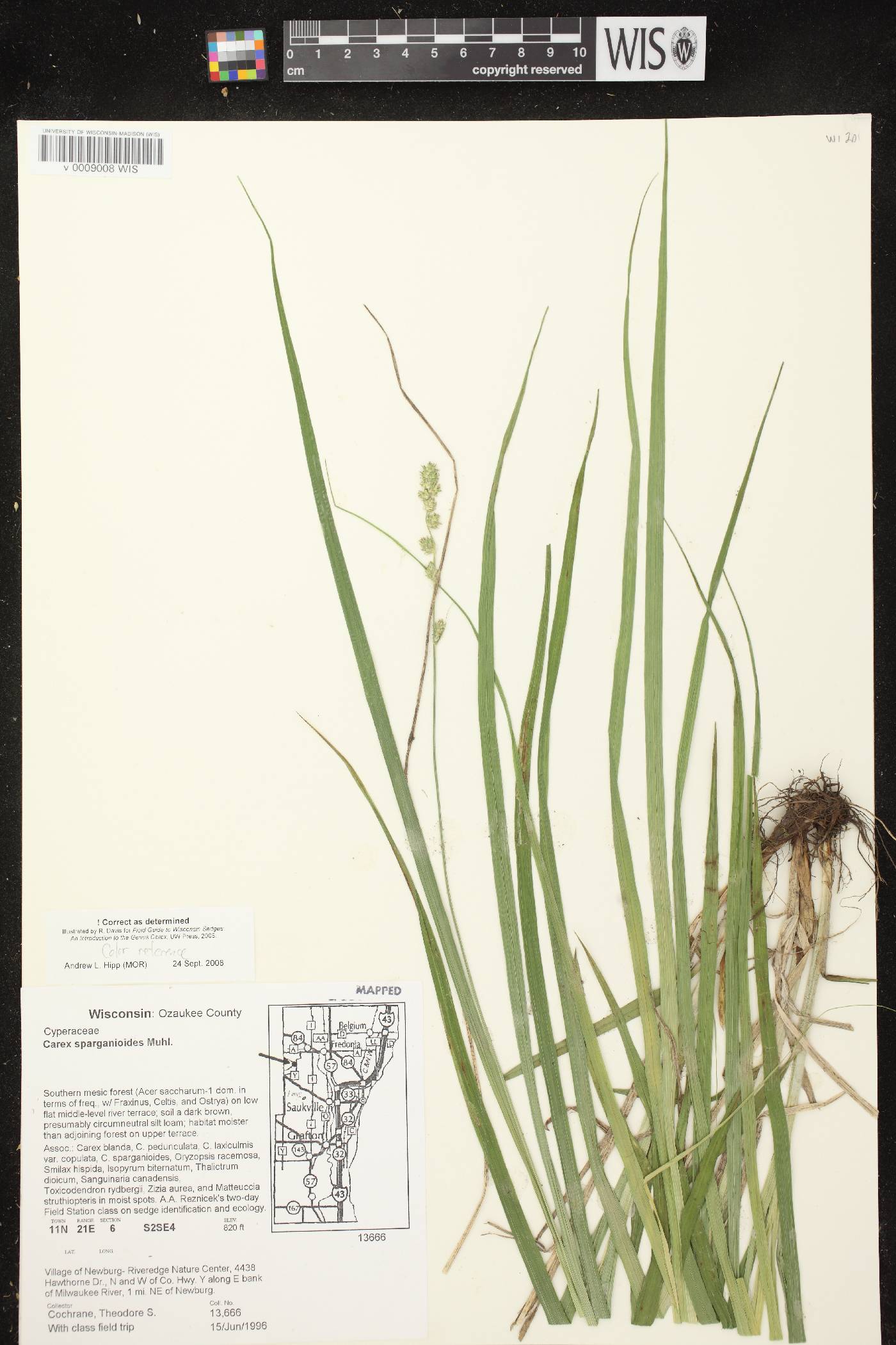 Carex sparganioides image