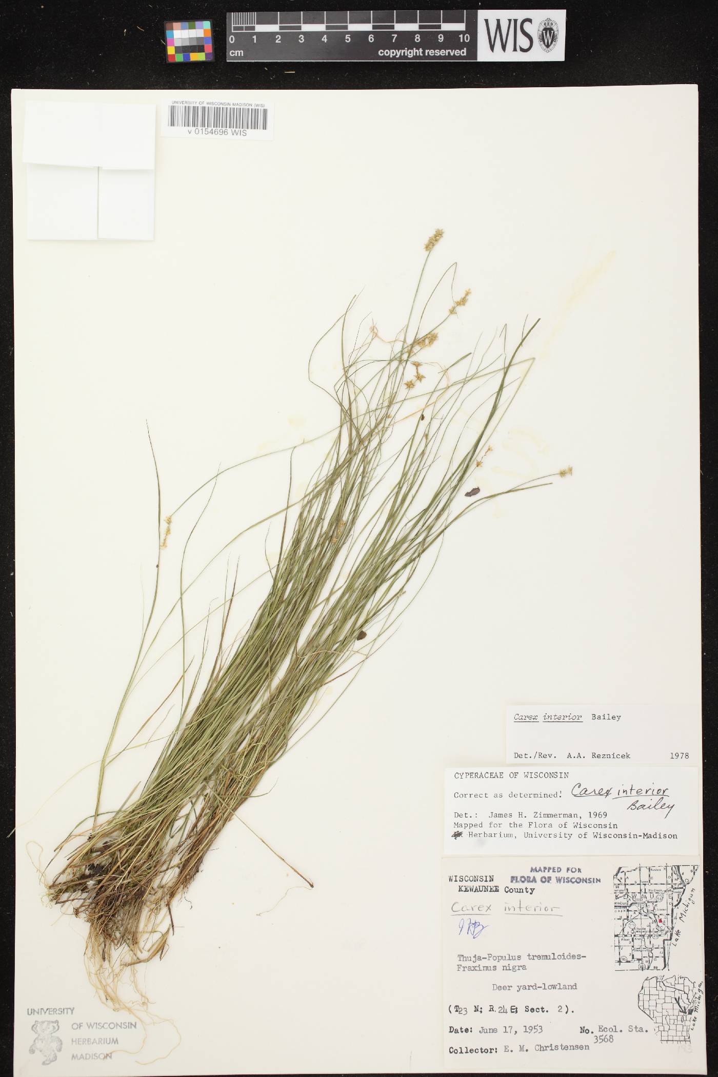 Carex interior image