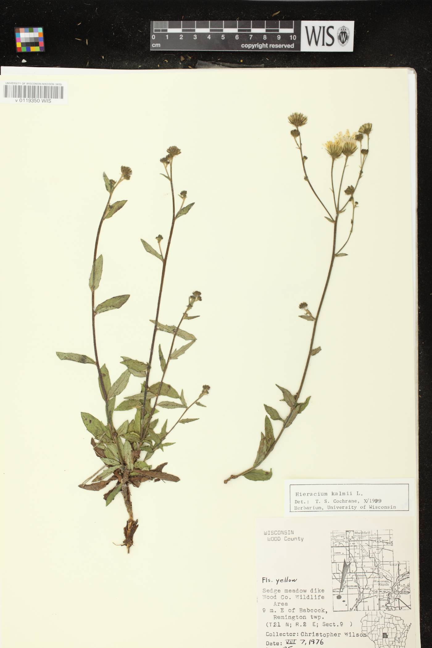 Hieracium umbellatum image