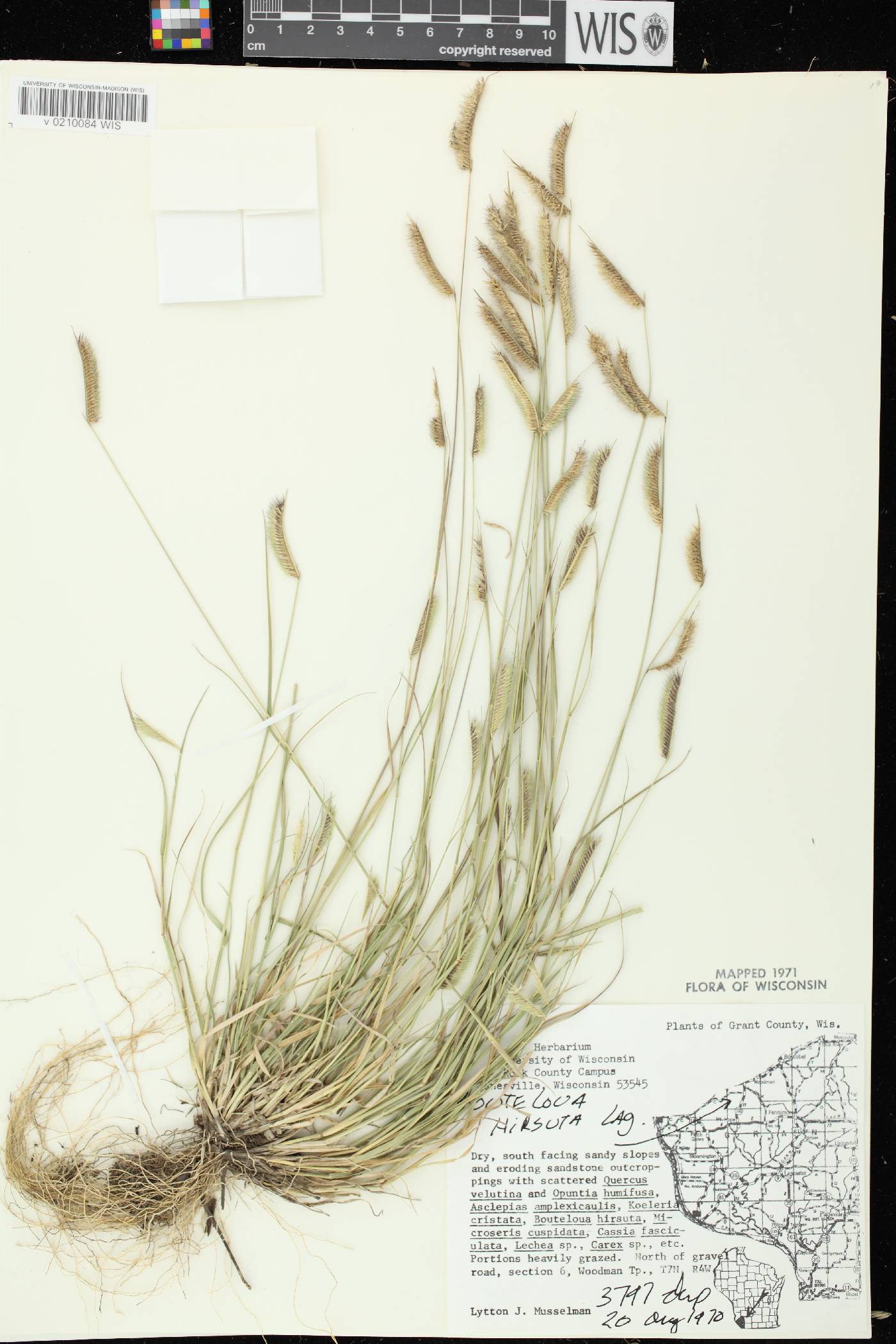 Bouteloua hirsuta image
