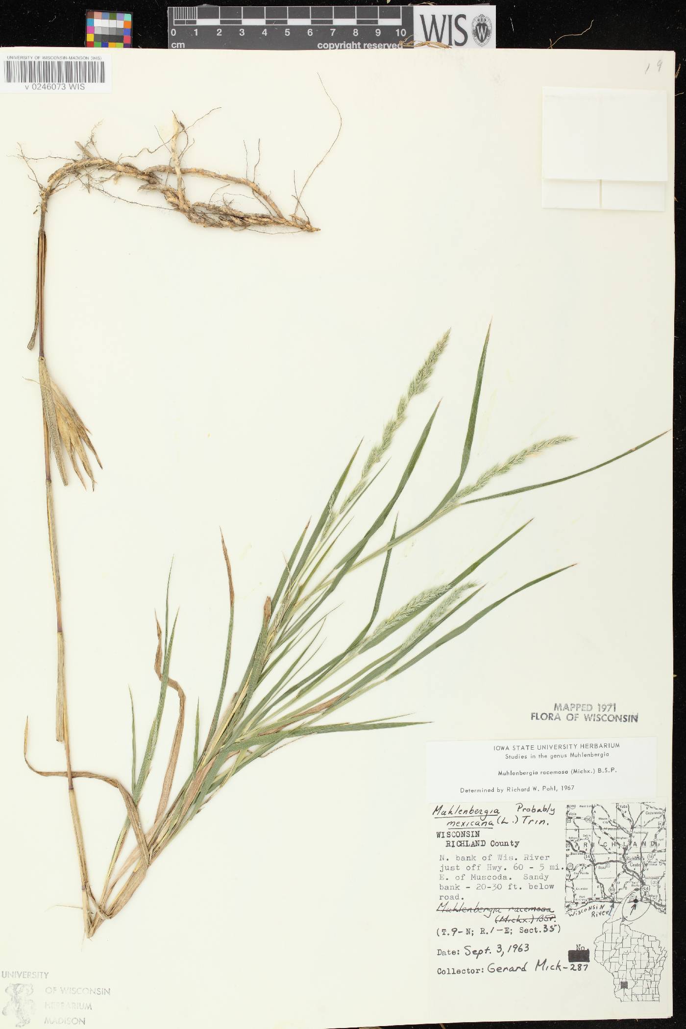 Muhlenbergia racemosa image
