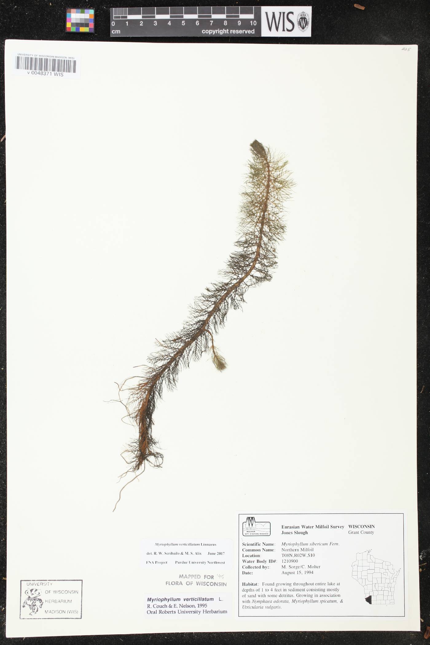 Myriophyllum verticillatum image