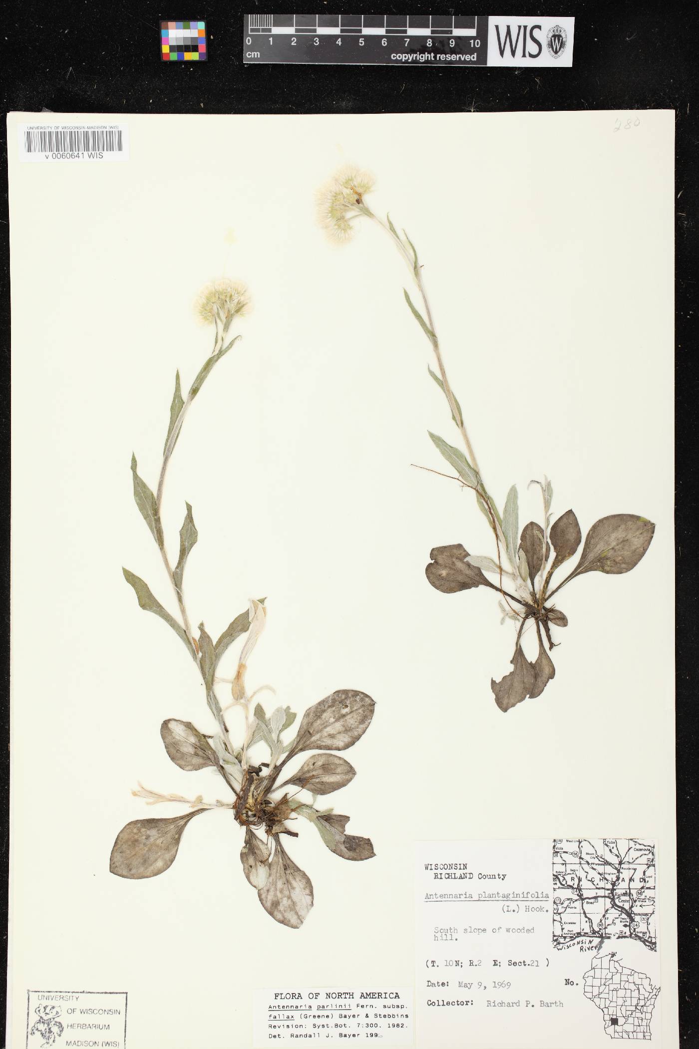 Antennaria parlinii subsp. fallax image