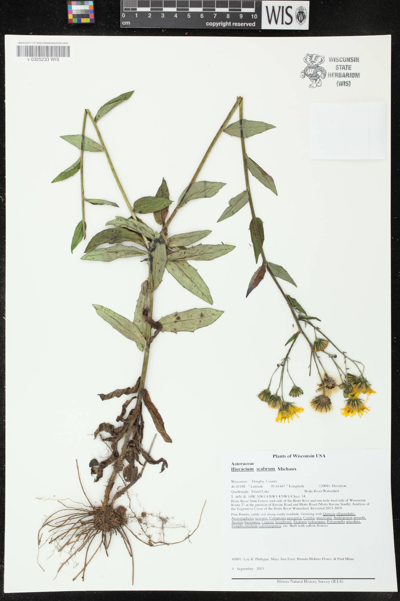 Hieracium scabrum image