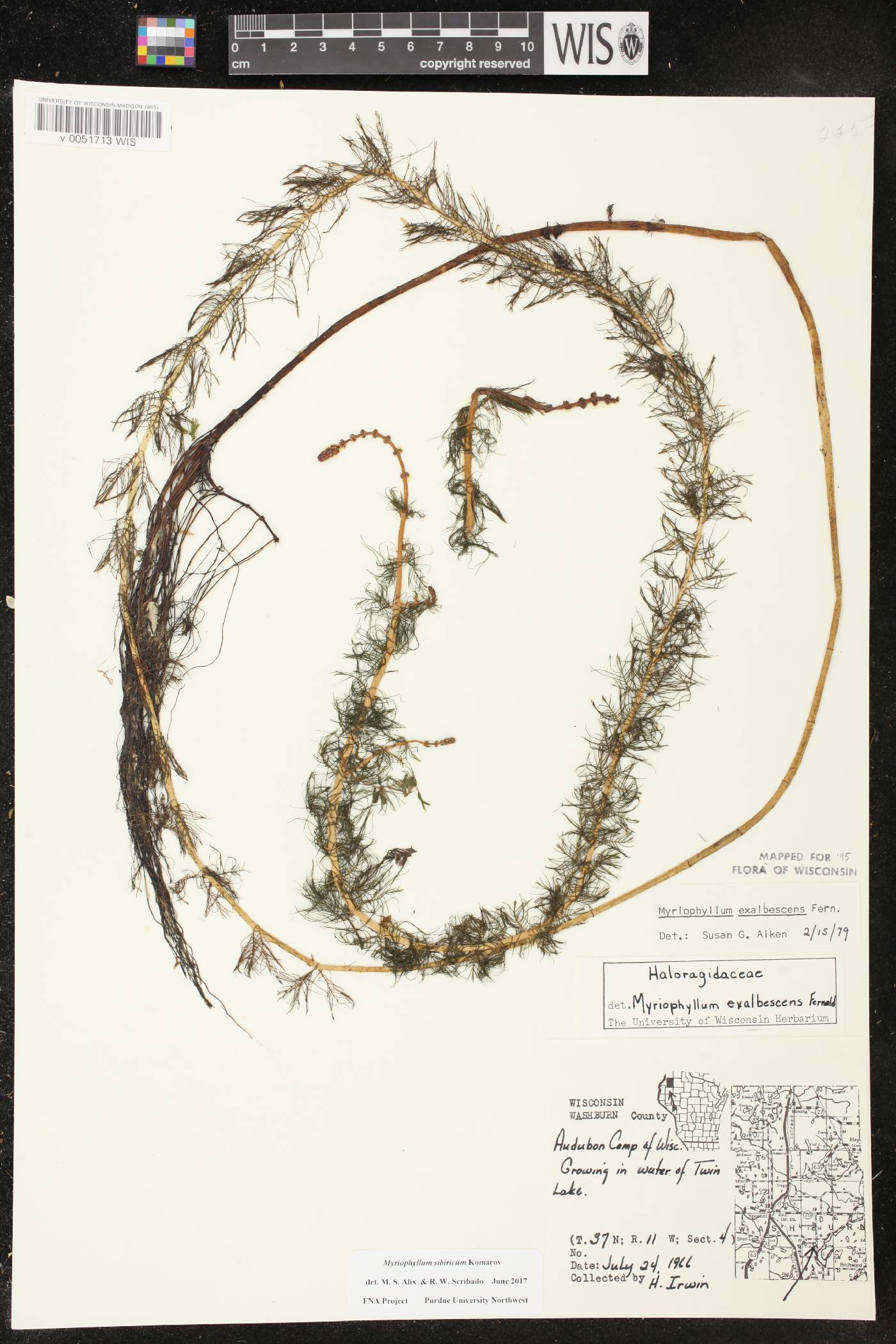 Myriophyllum sibiricum image
