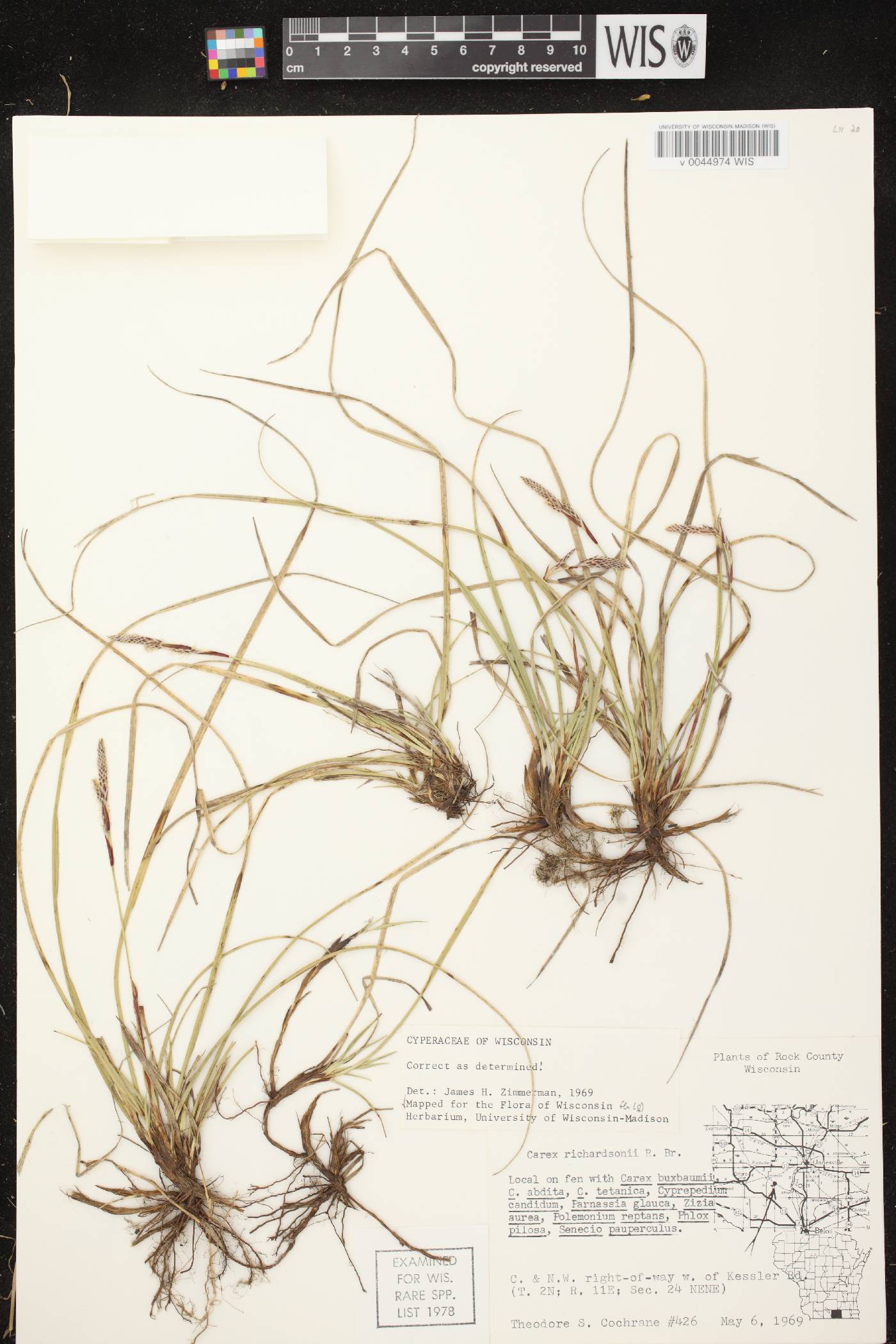 Carex richardsonii image