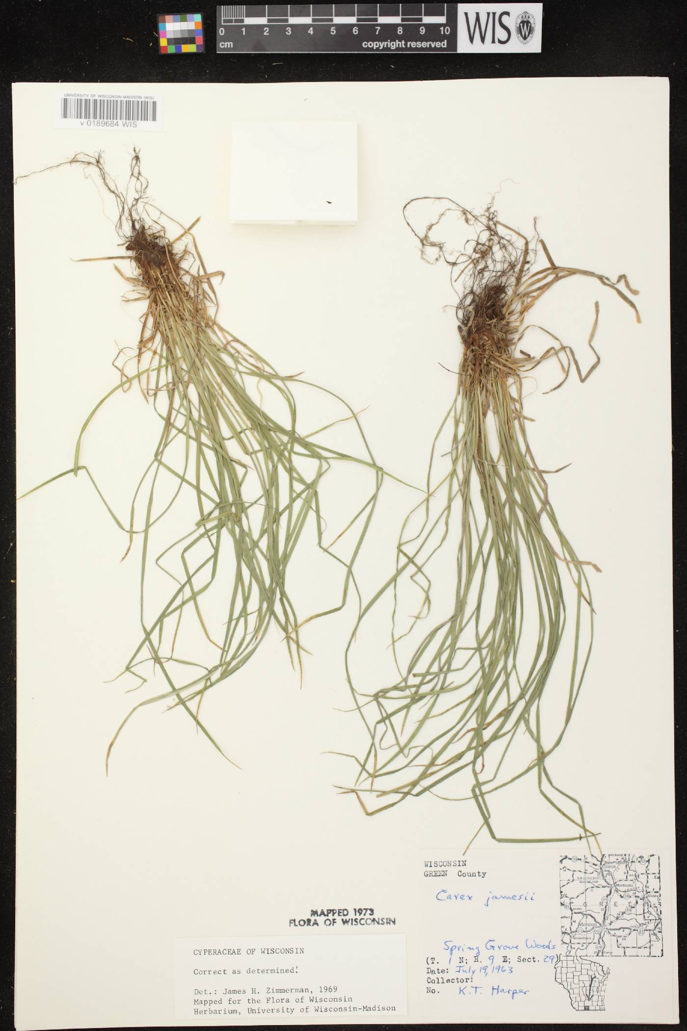Carex jamesii image