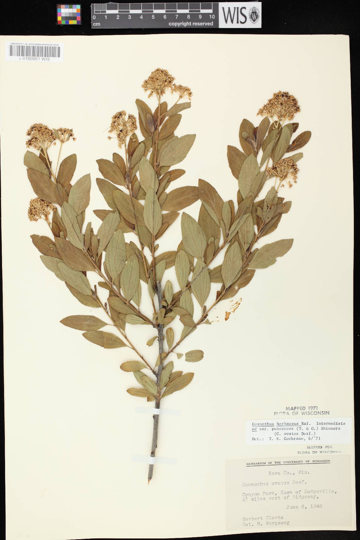 Ceanothus herbaceus image