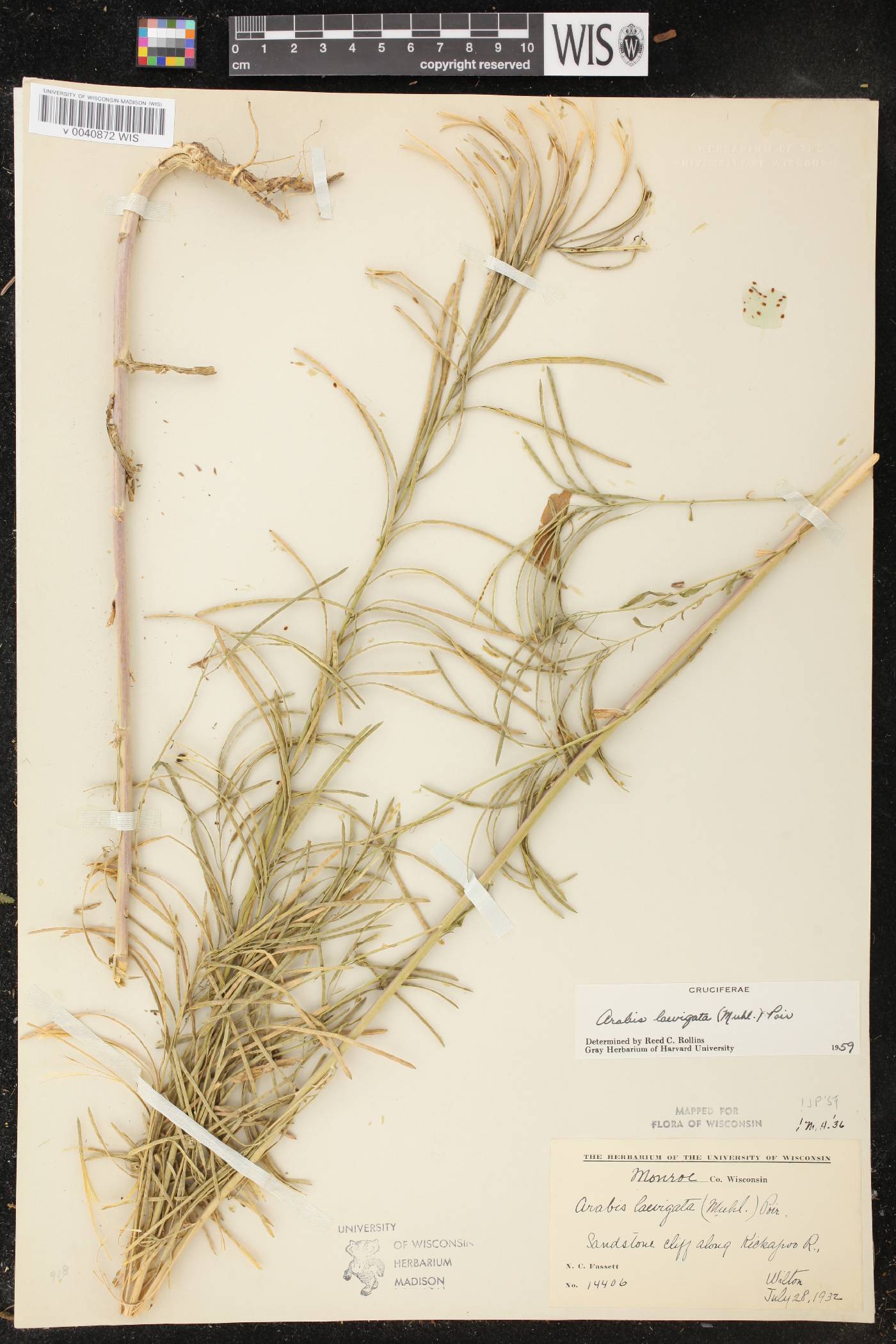 Boechera laevigata image