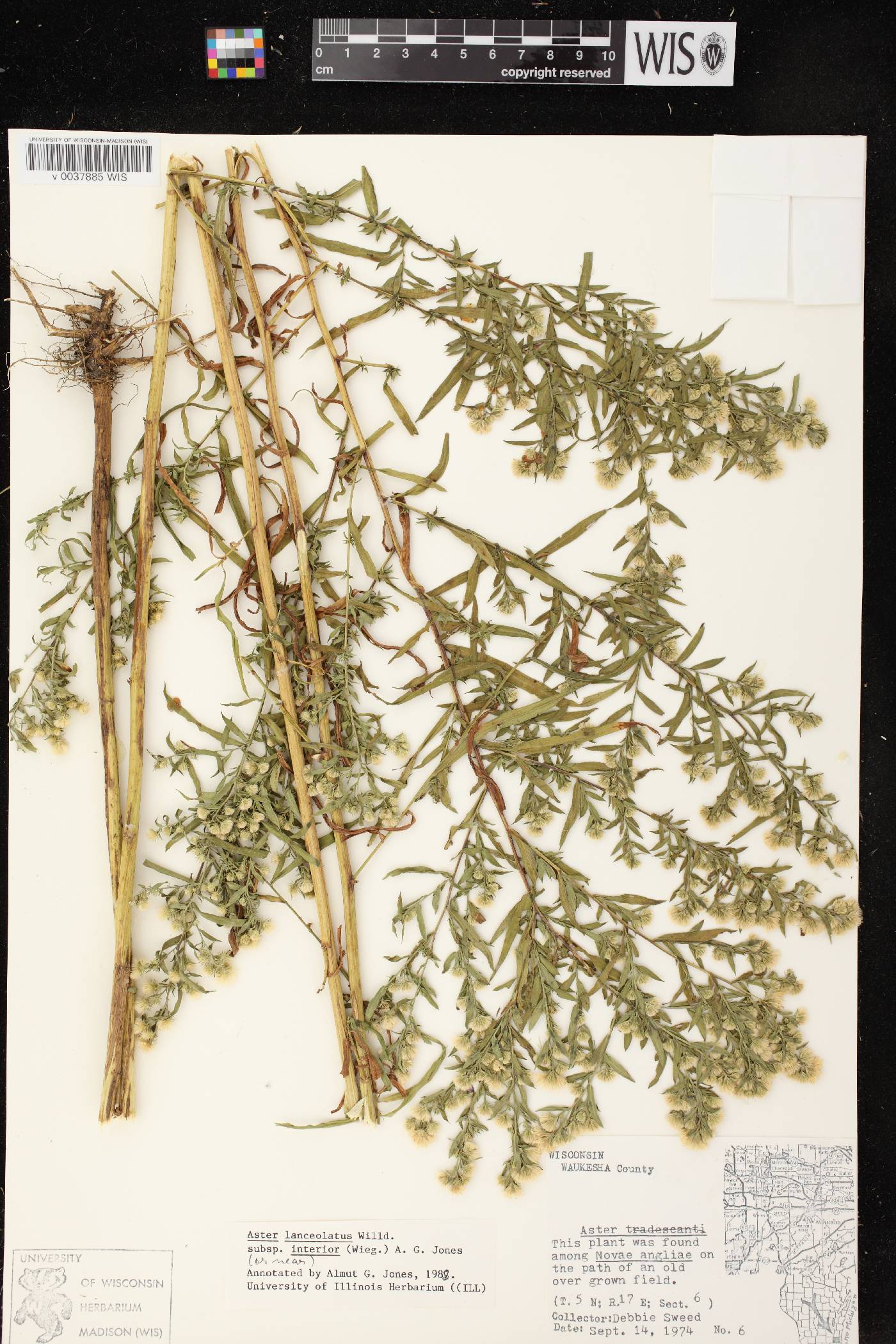 Symphyotrichum lanceolatum image