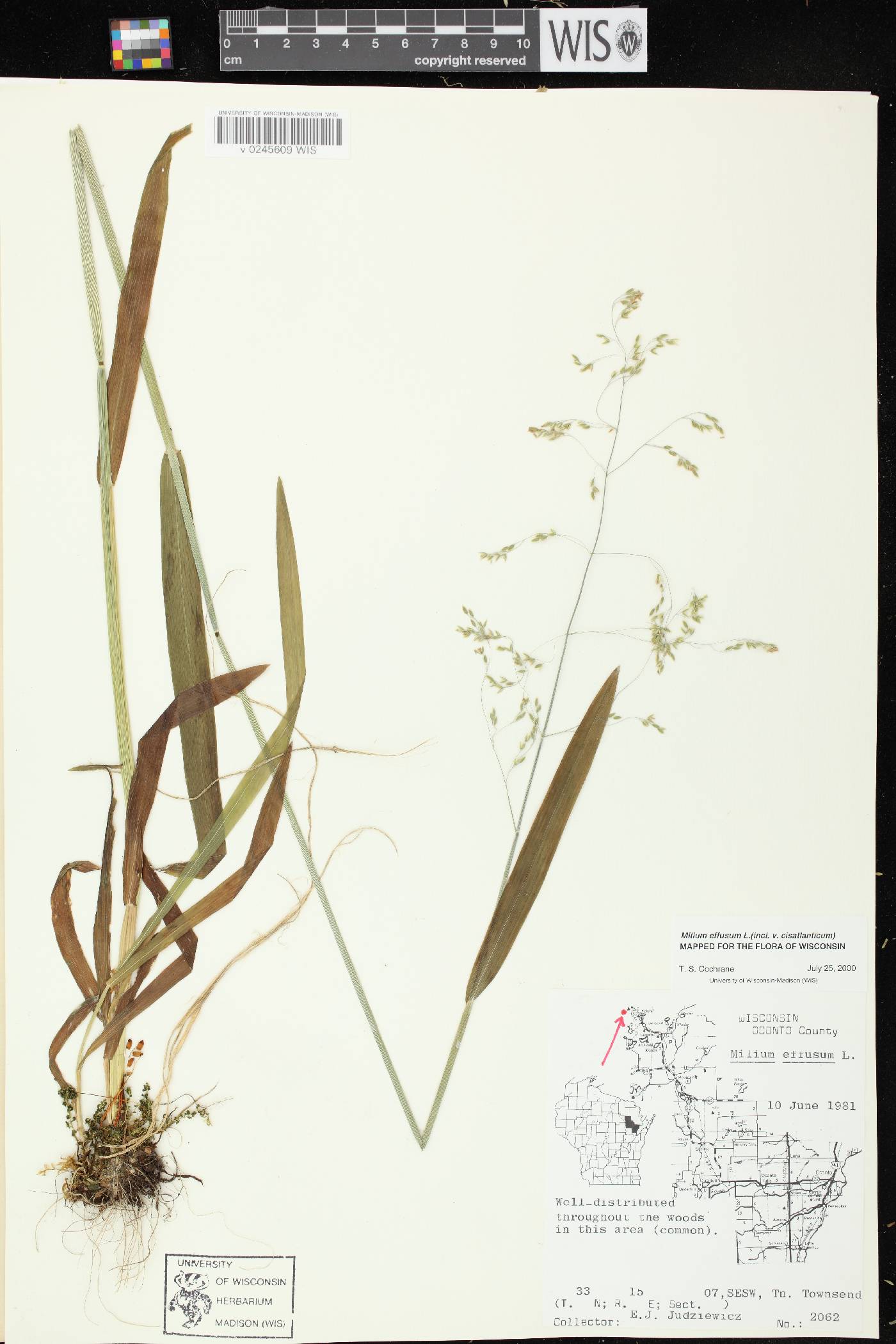 Milium effusum image