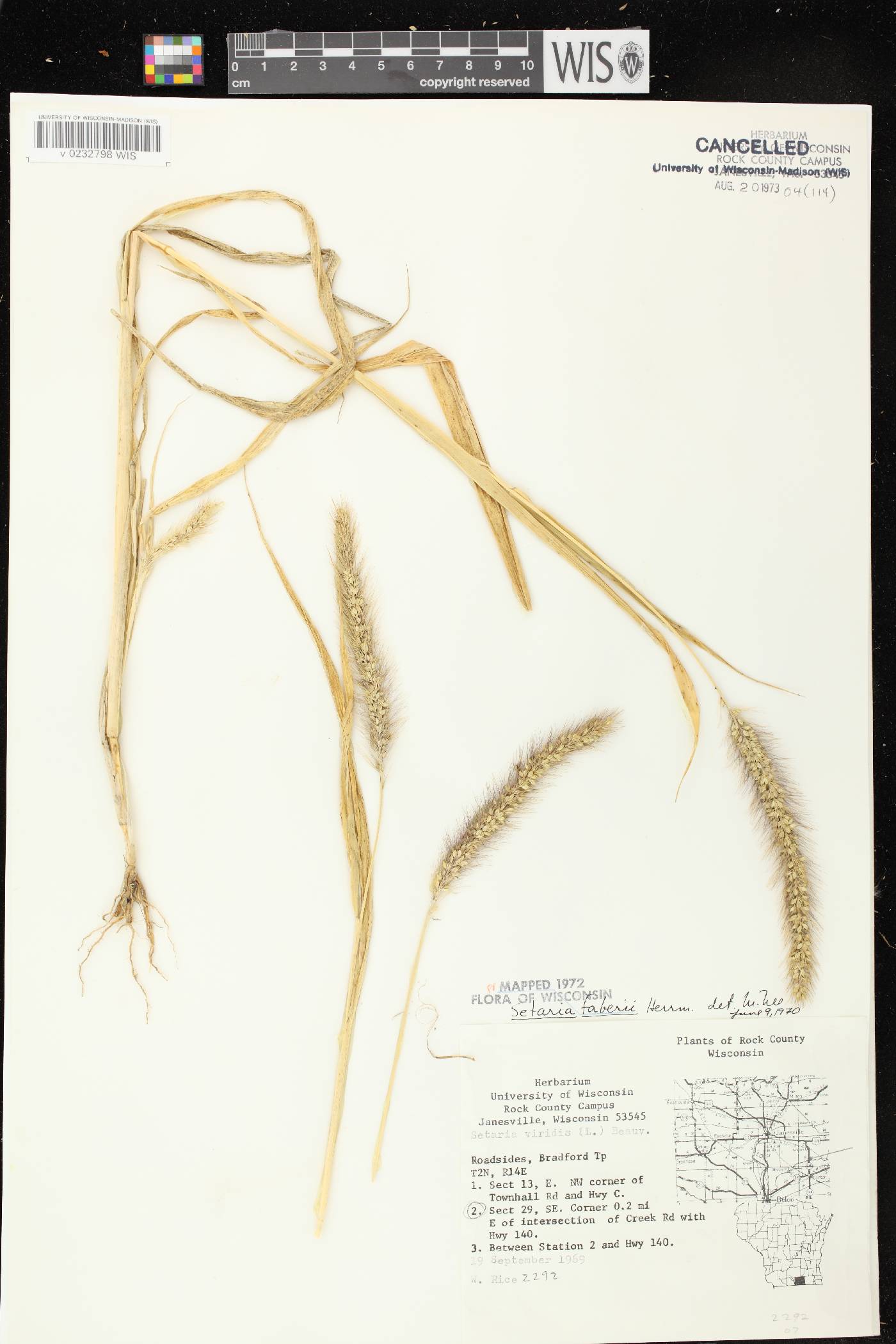 Setaria faberi image
