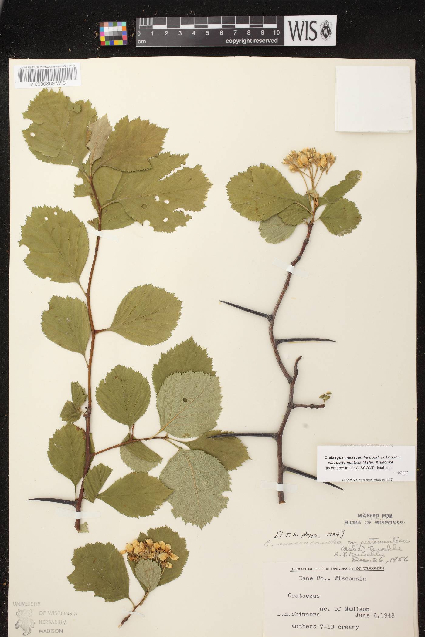 Crataegus macracantha image