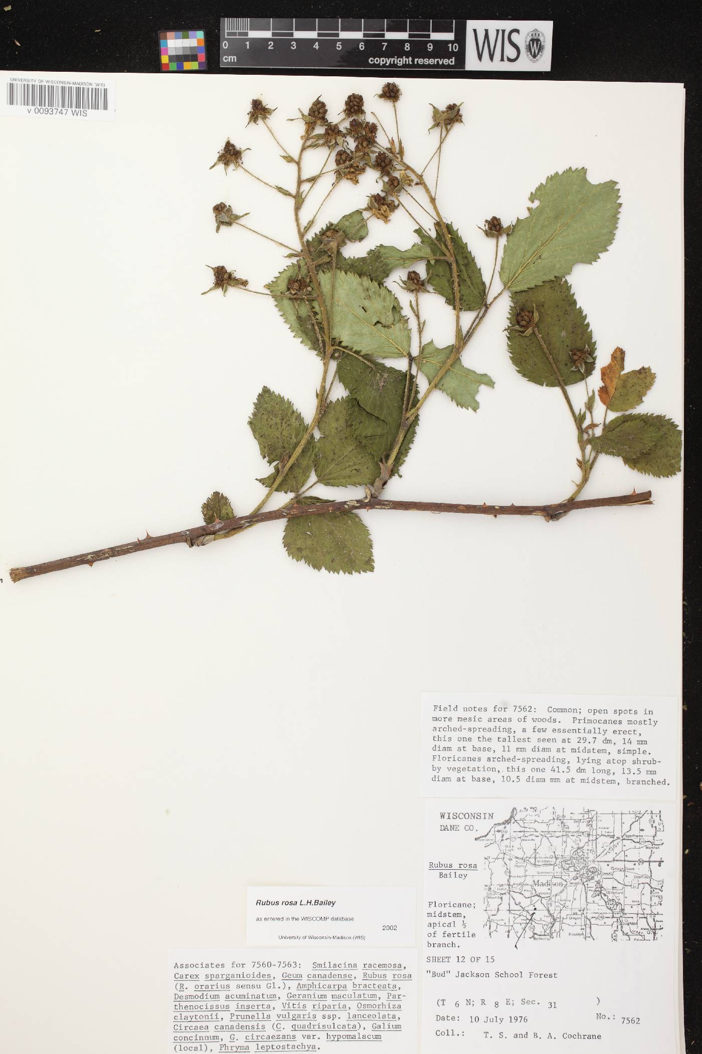 Rubus allegheniensis image