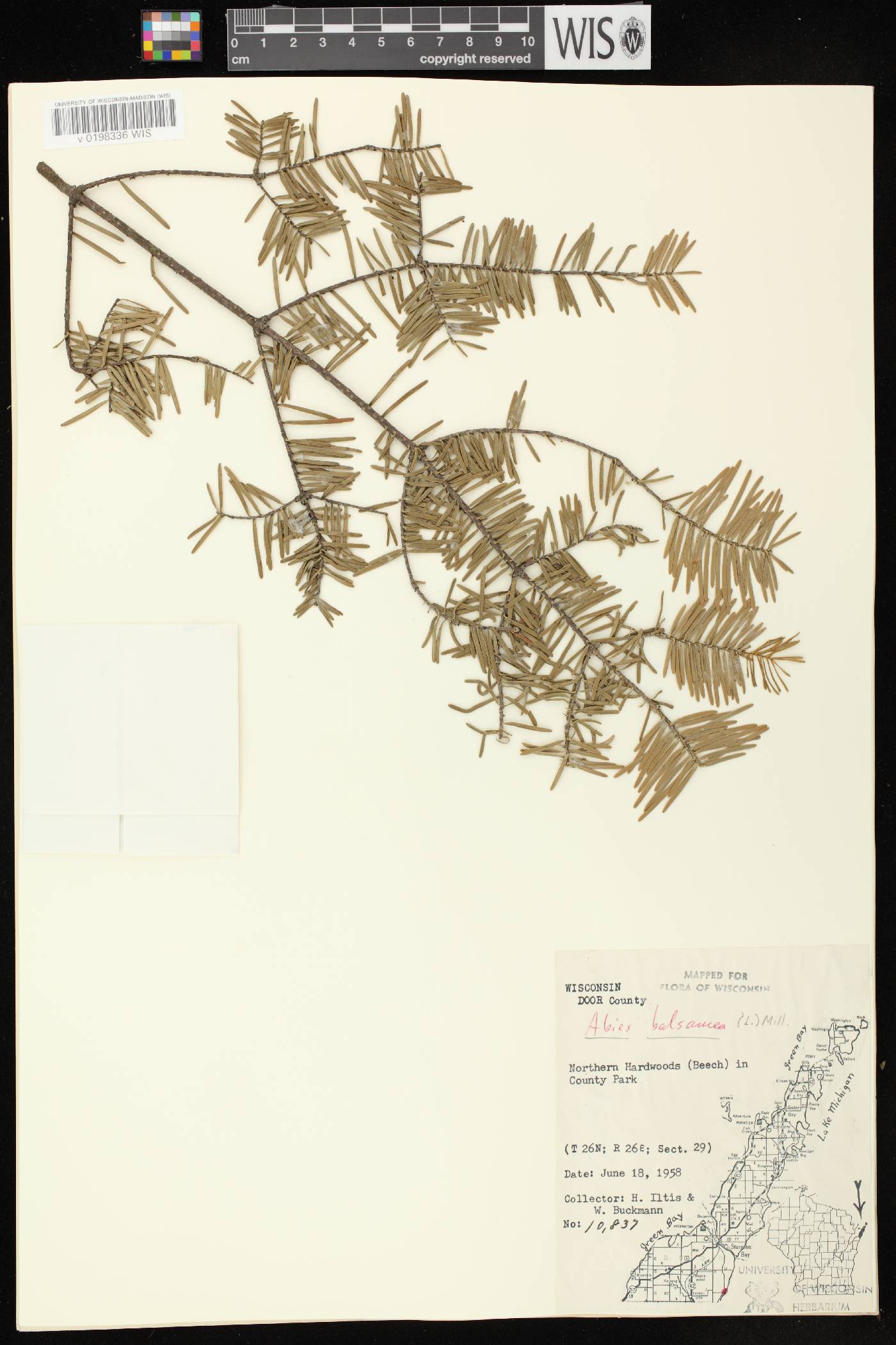 Abies balsamea image