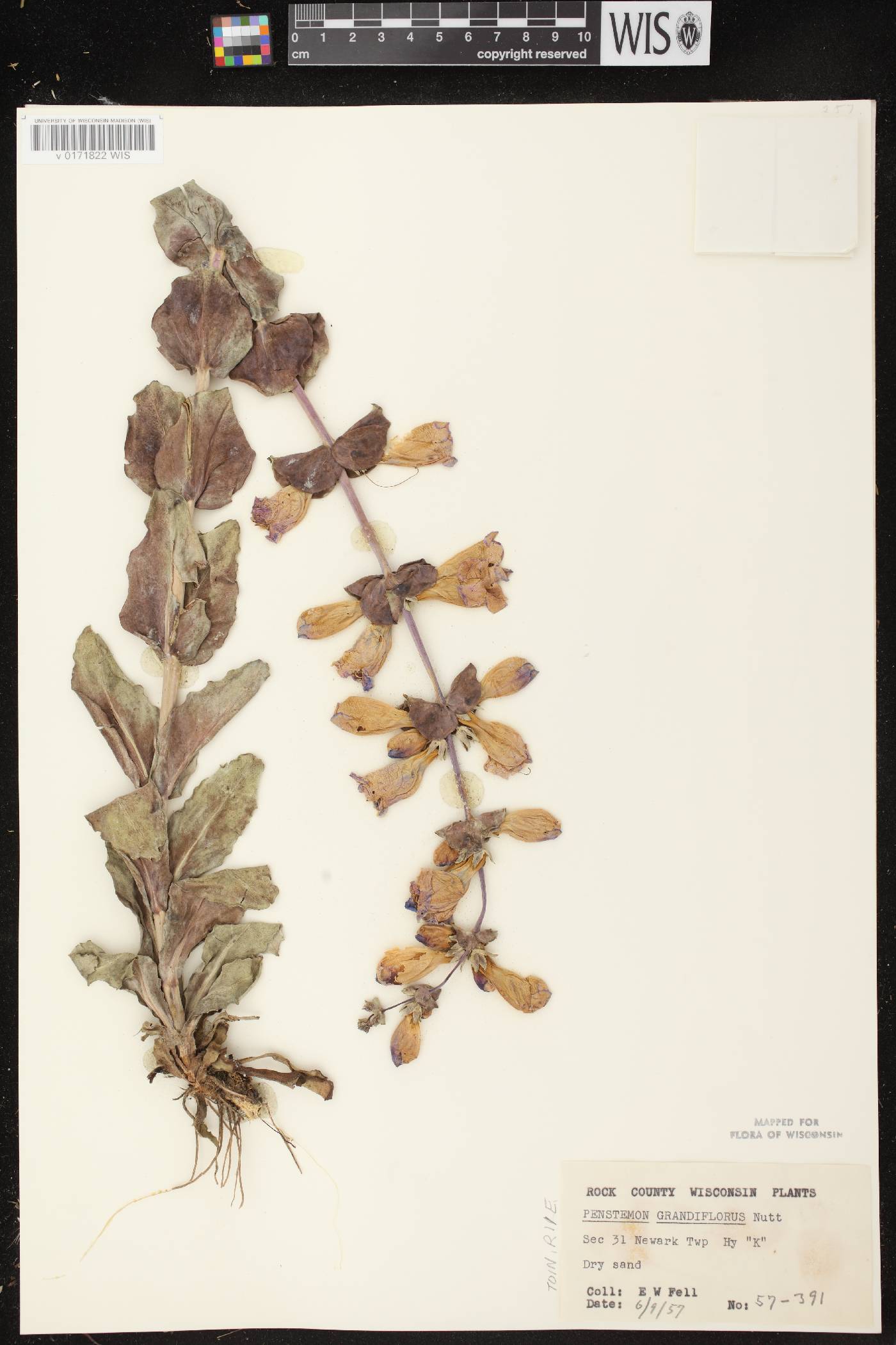 Penstemon grandiflorus image