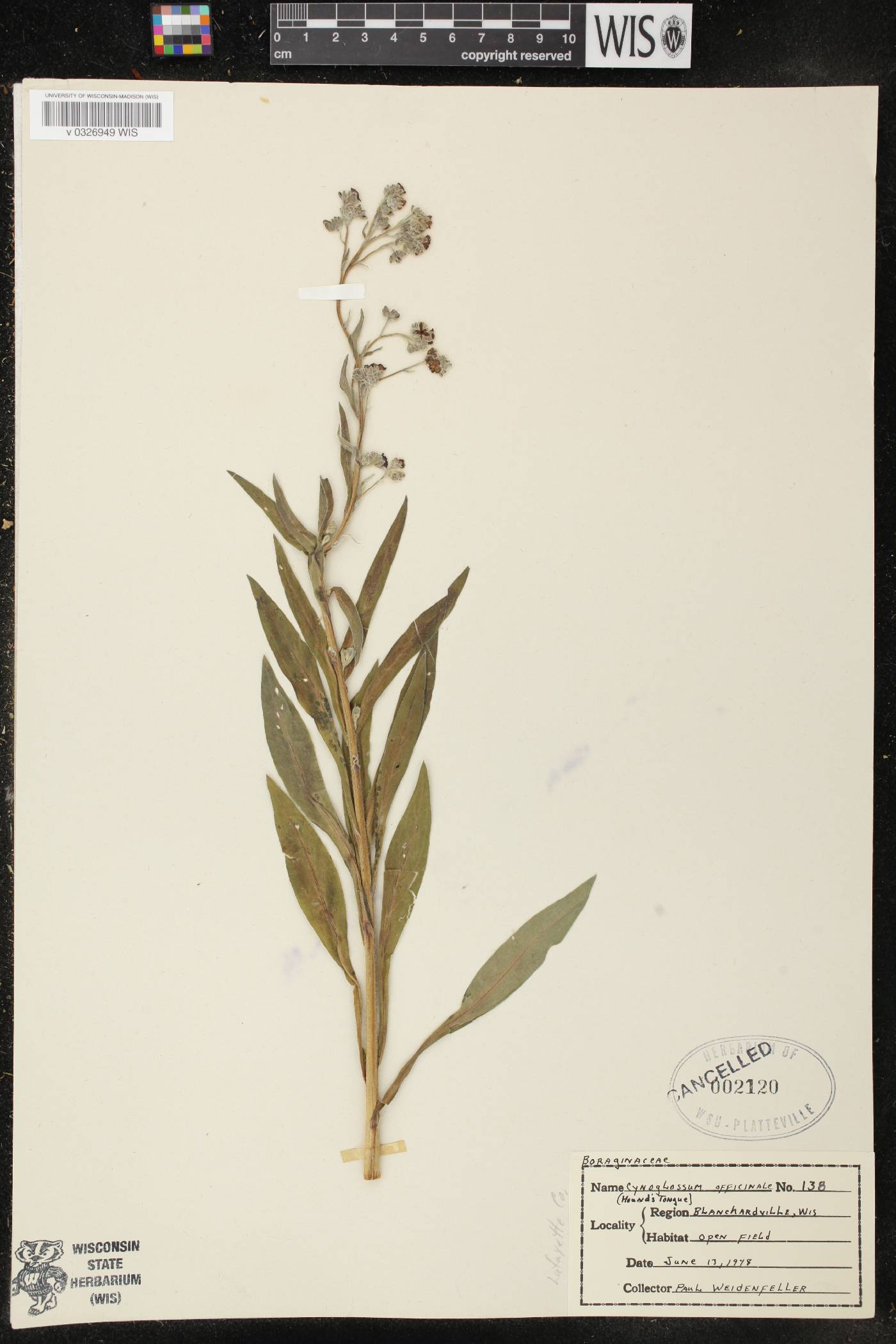 Cynoglossum officinale image