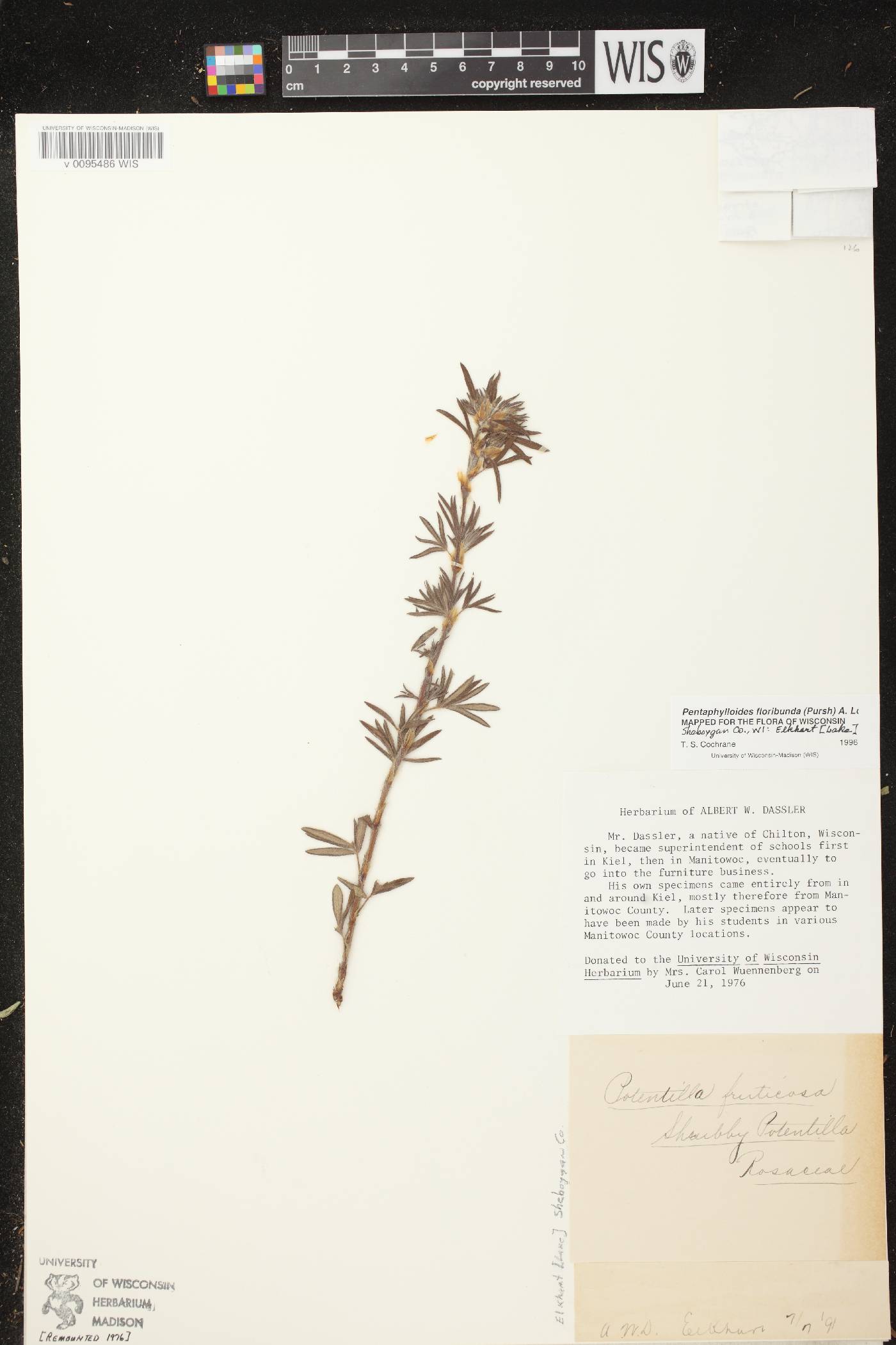 Dasiphora fruticosa image
